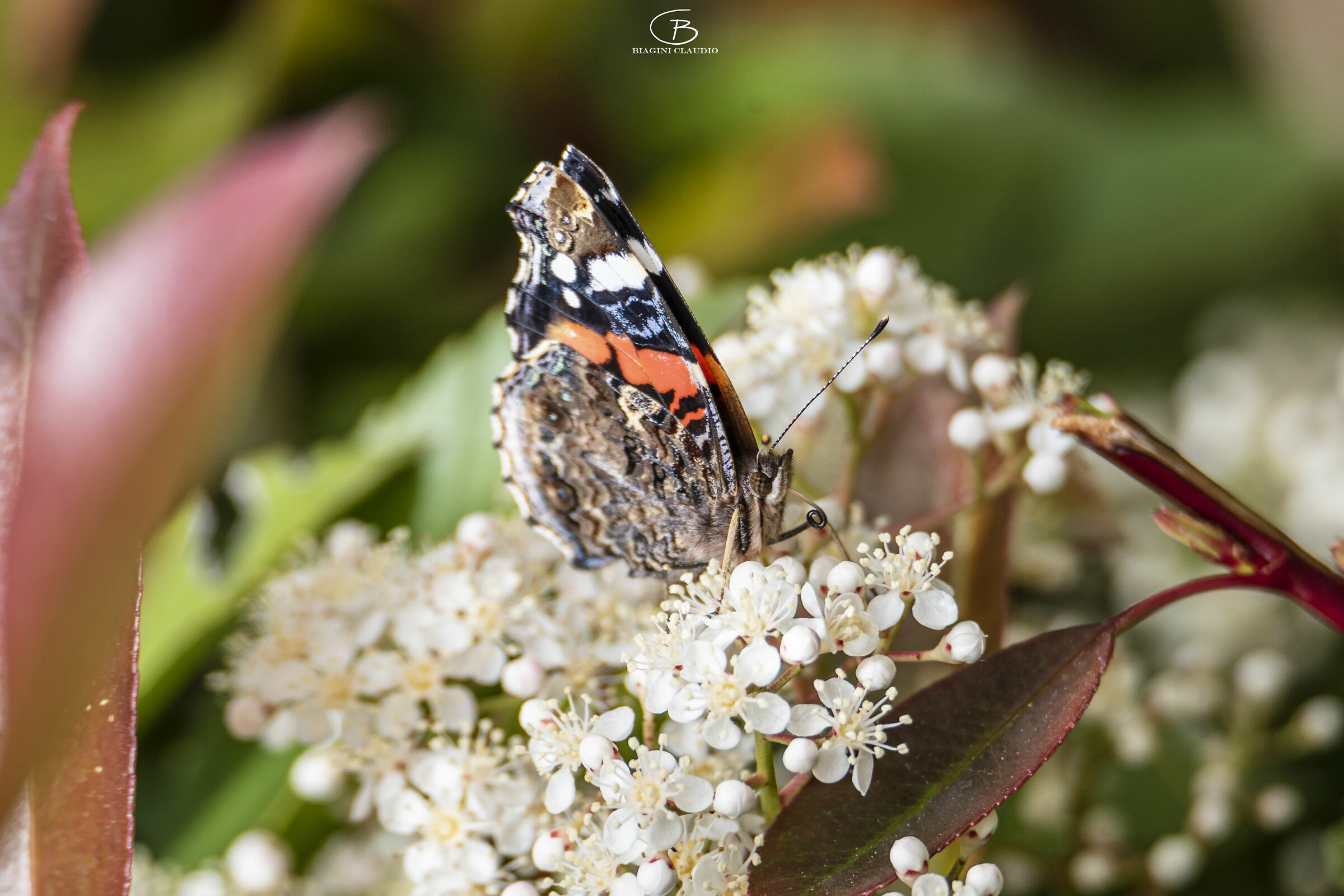 Vanessa Atalanta