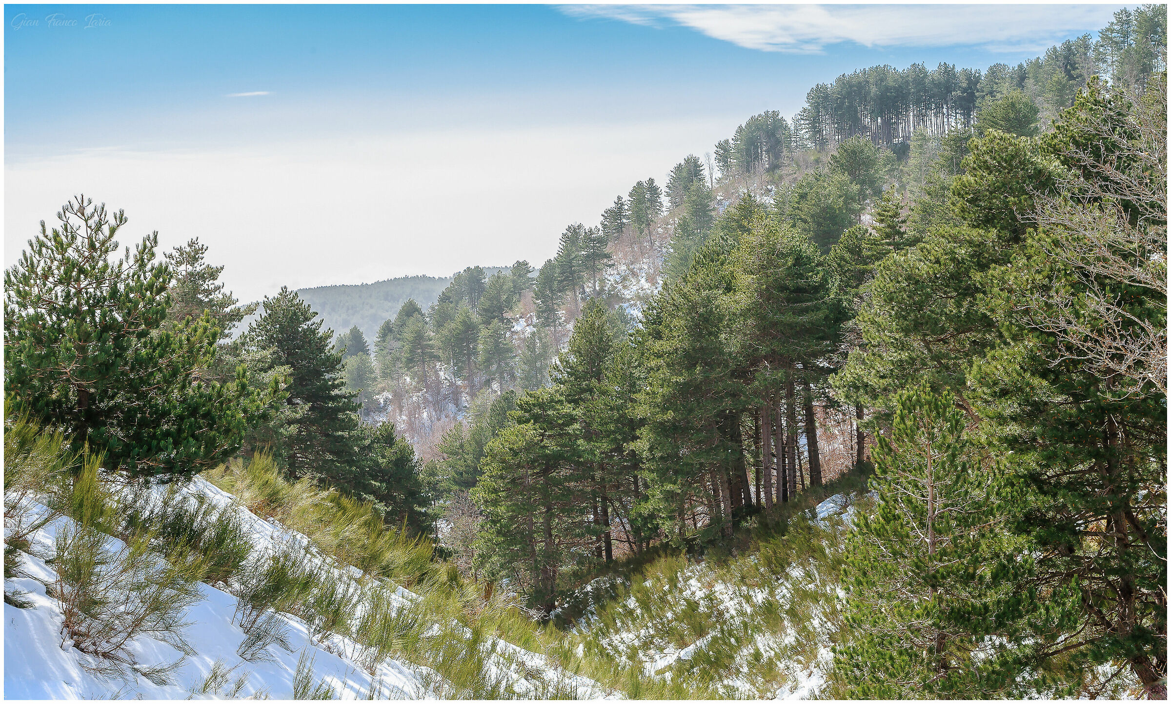 Boschi d'Aspromonte la neve e il suo magico silenzio