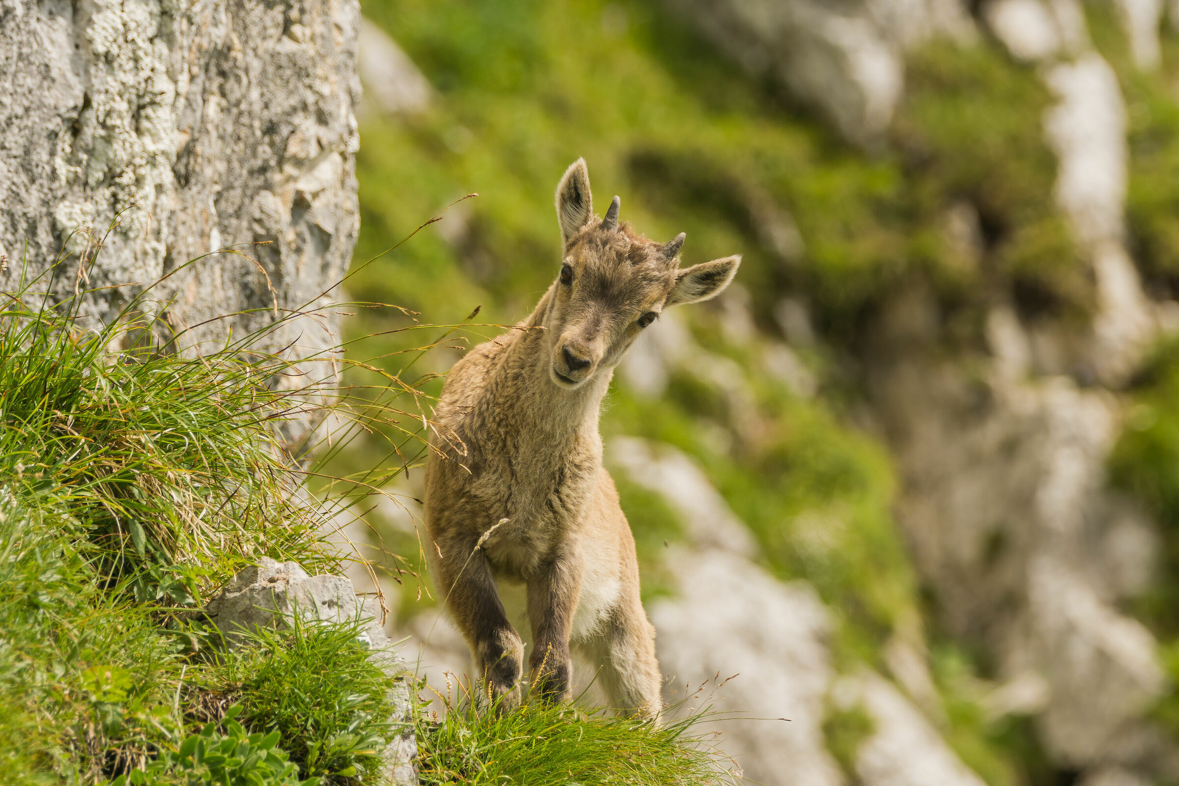 Young Ibex Alps Giulie