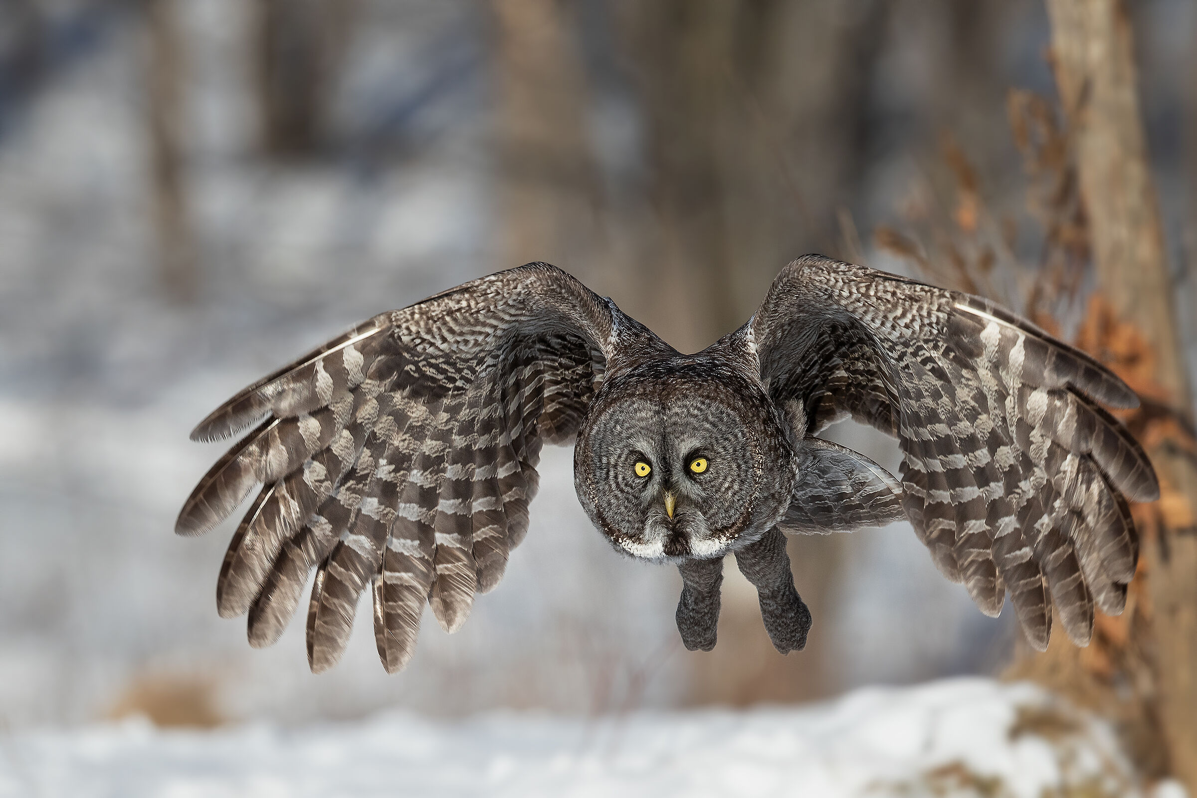 Allocco della Lapponia