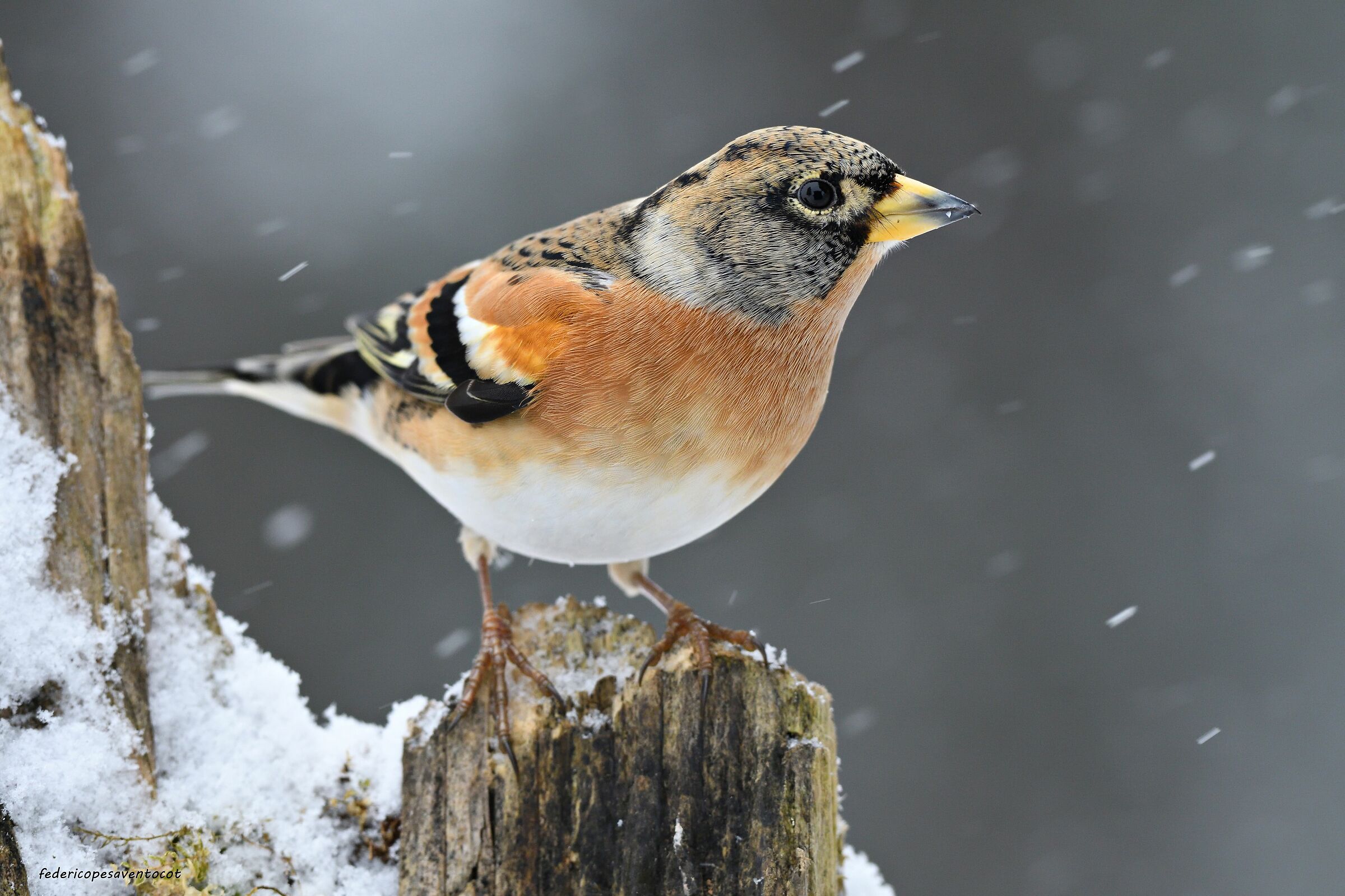 Peppola under the snow
