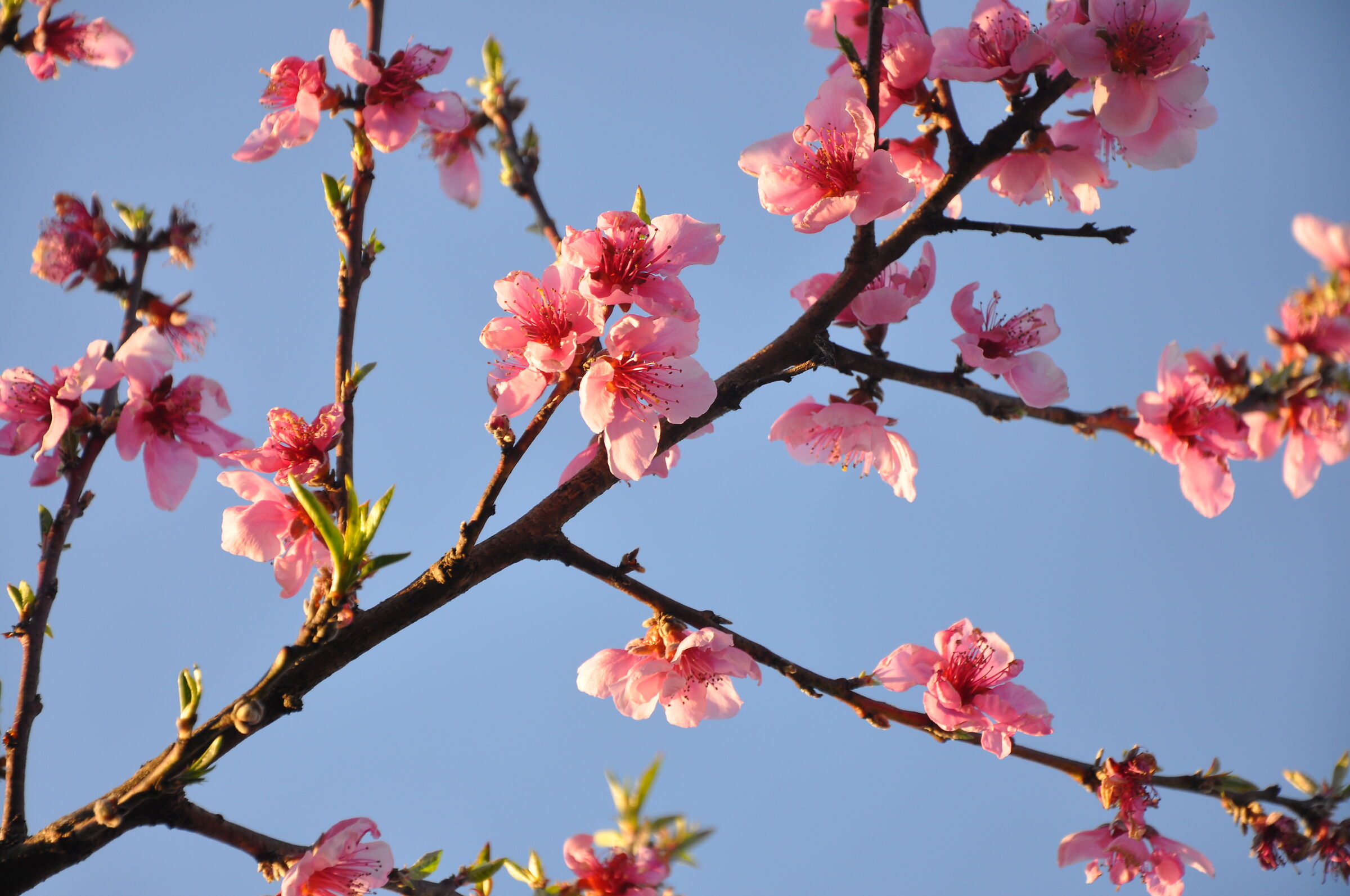 Peach Flowers at Sunset