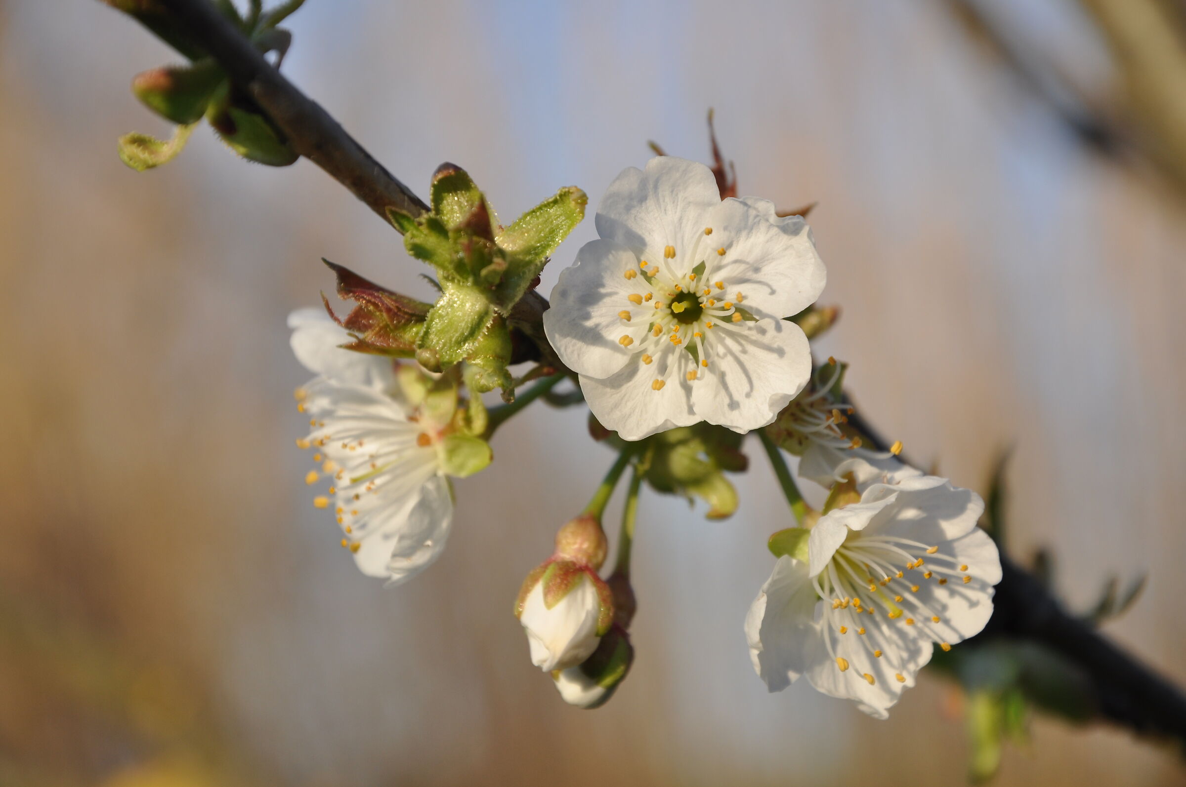 Pear Flowers at Sunset