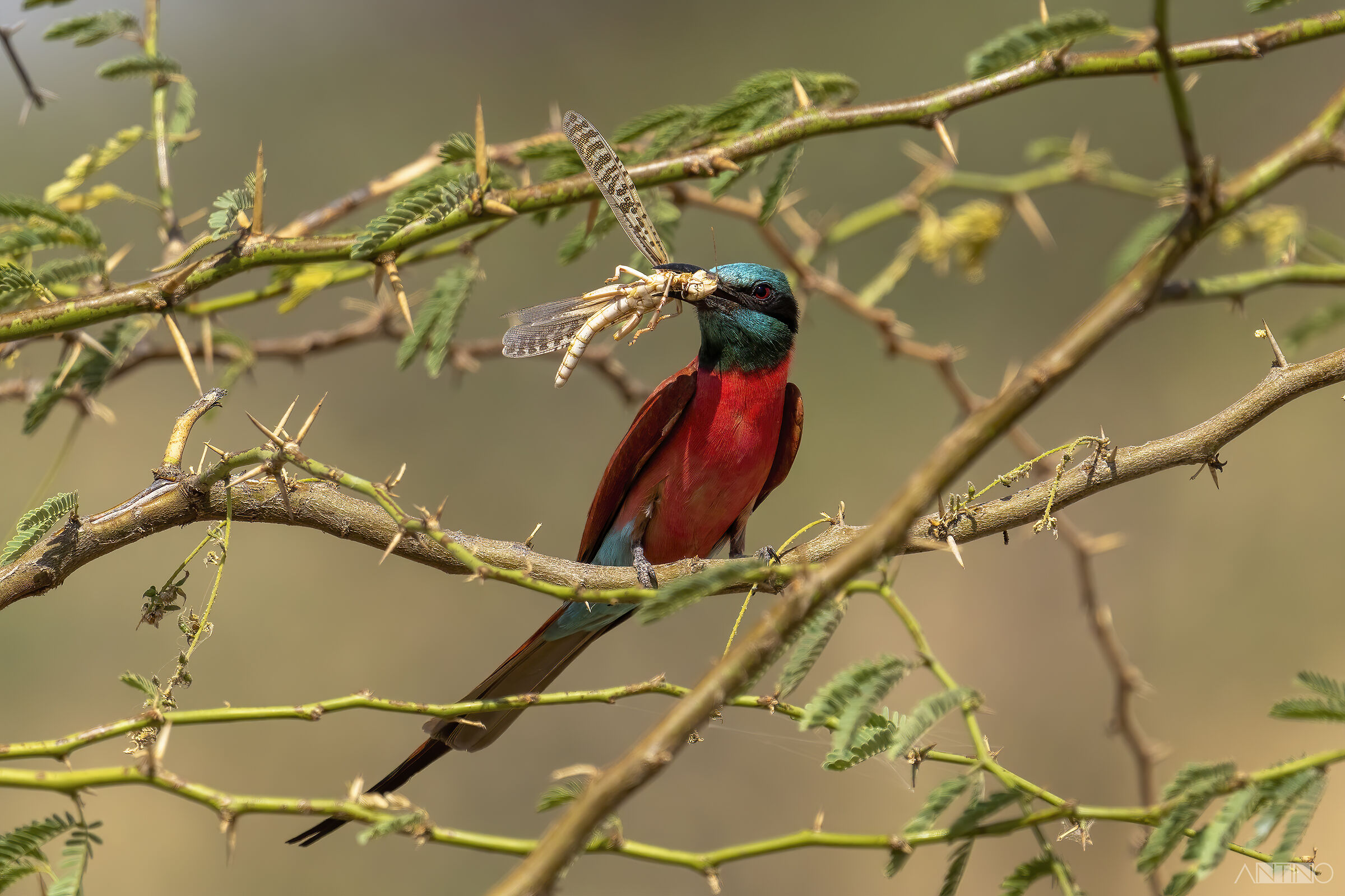 Gruccione carminio settentrionale