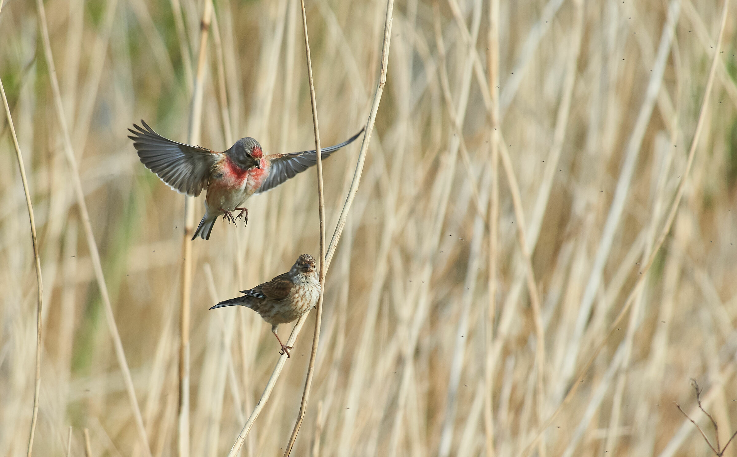 Common Linnet vuole accoppiarsi
