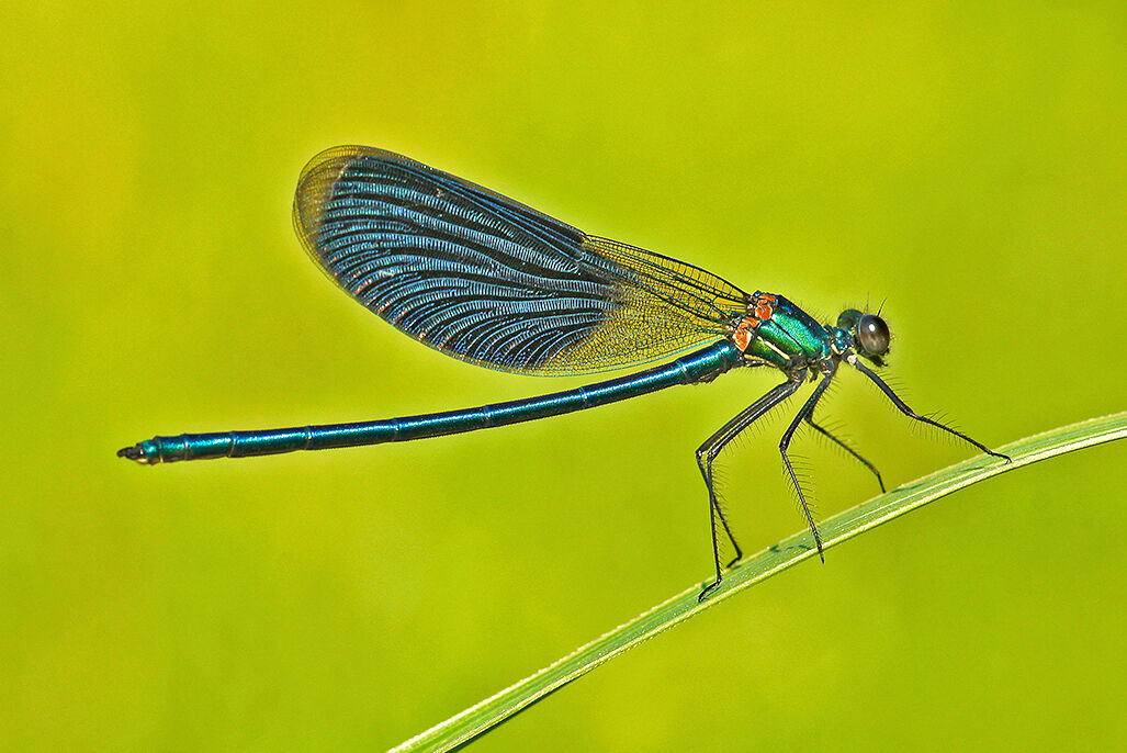 libellula blu