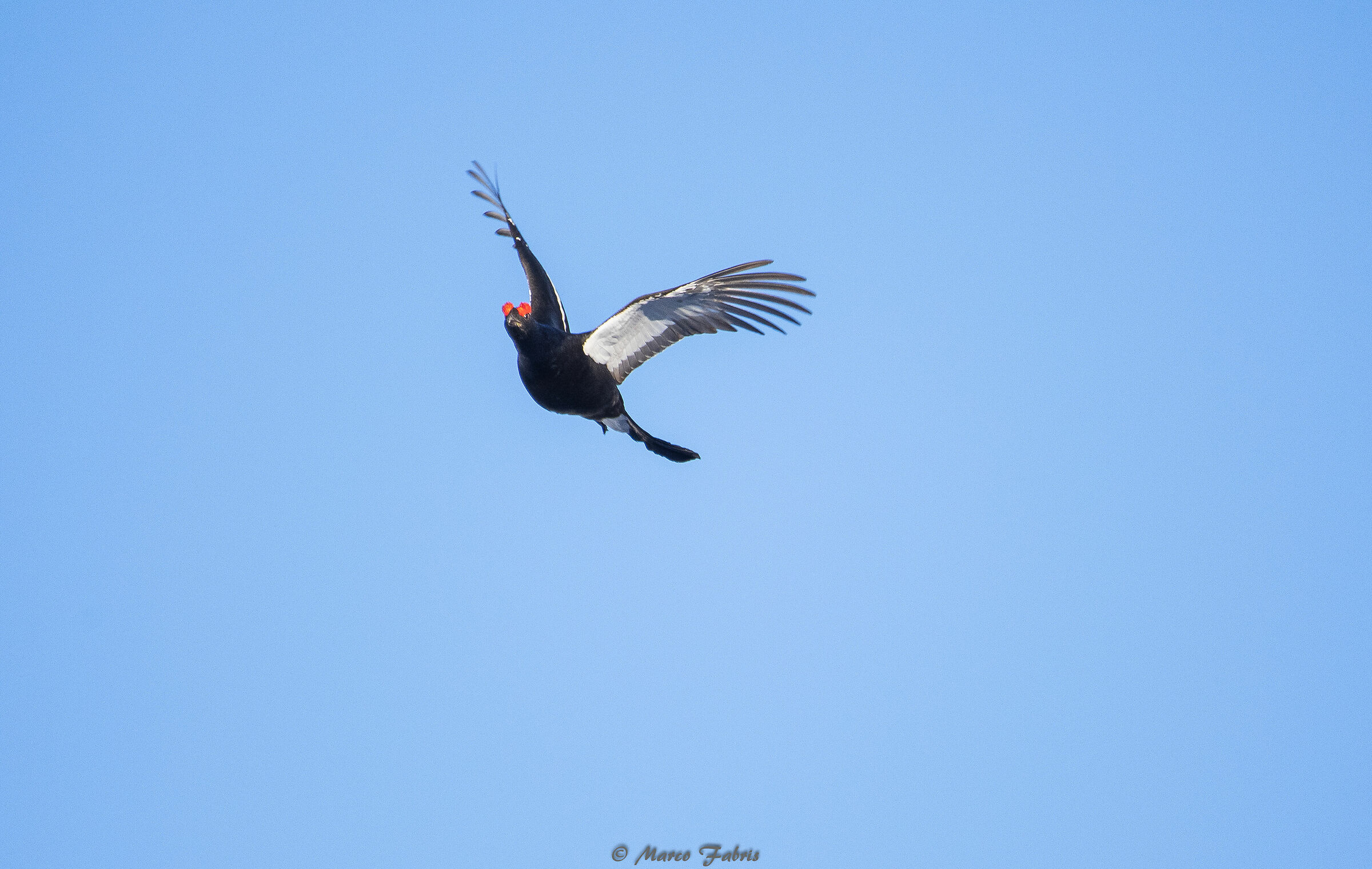 The flight of the fork rooster...