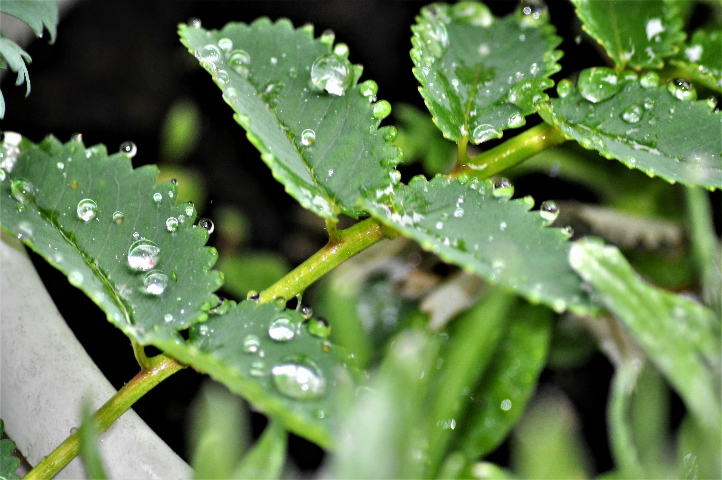 ...e finalmente la pioggia..