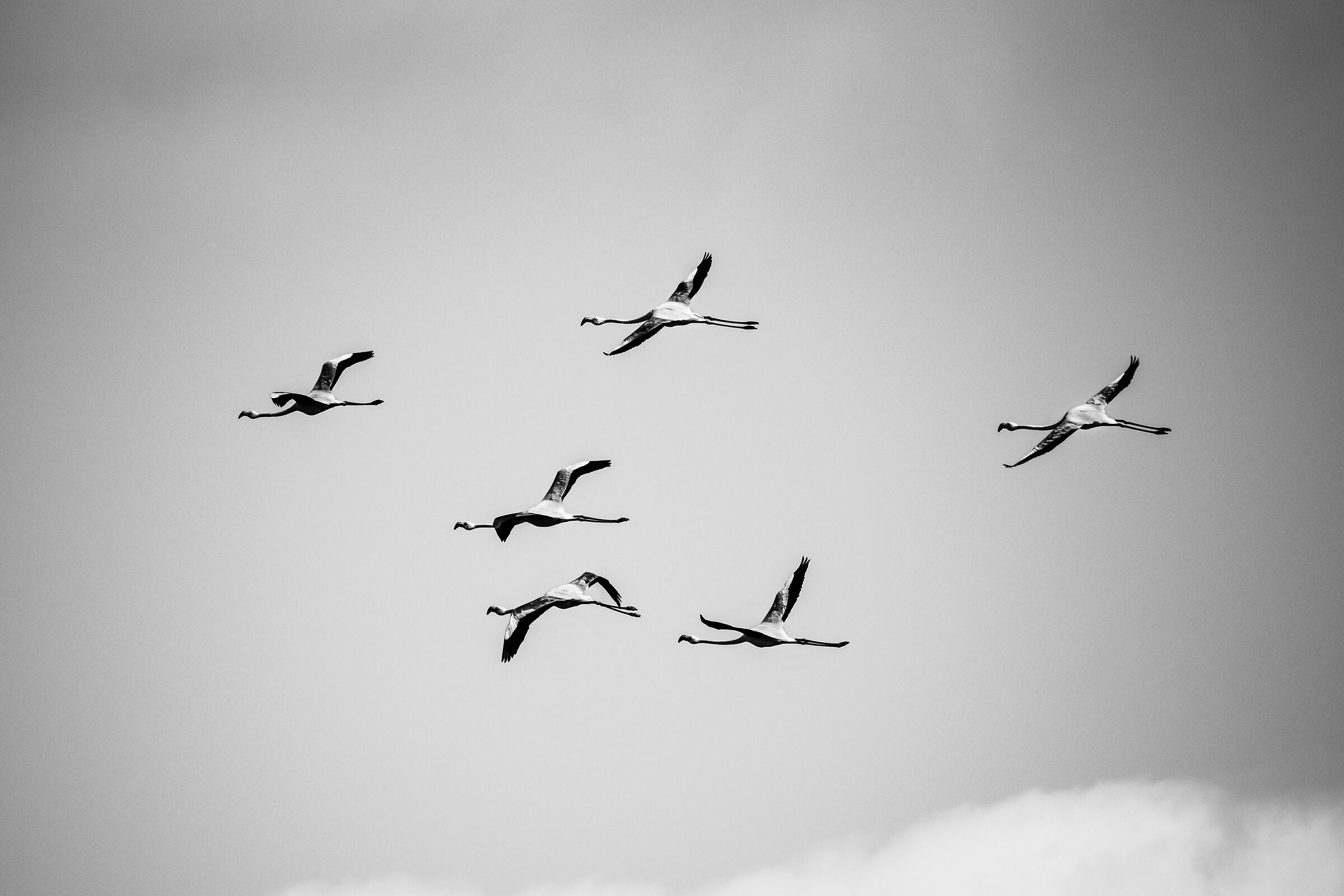 Elegance of Flamingos