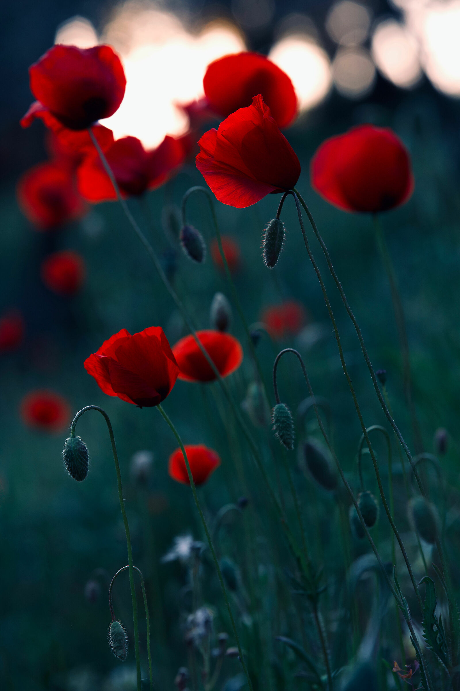The Poppy Symphony