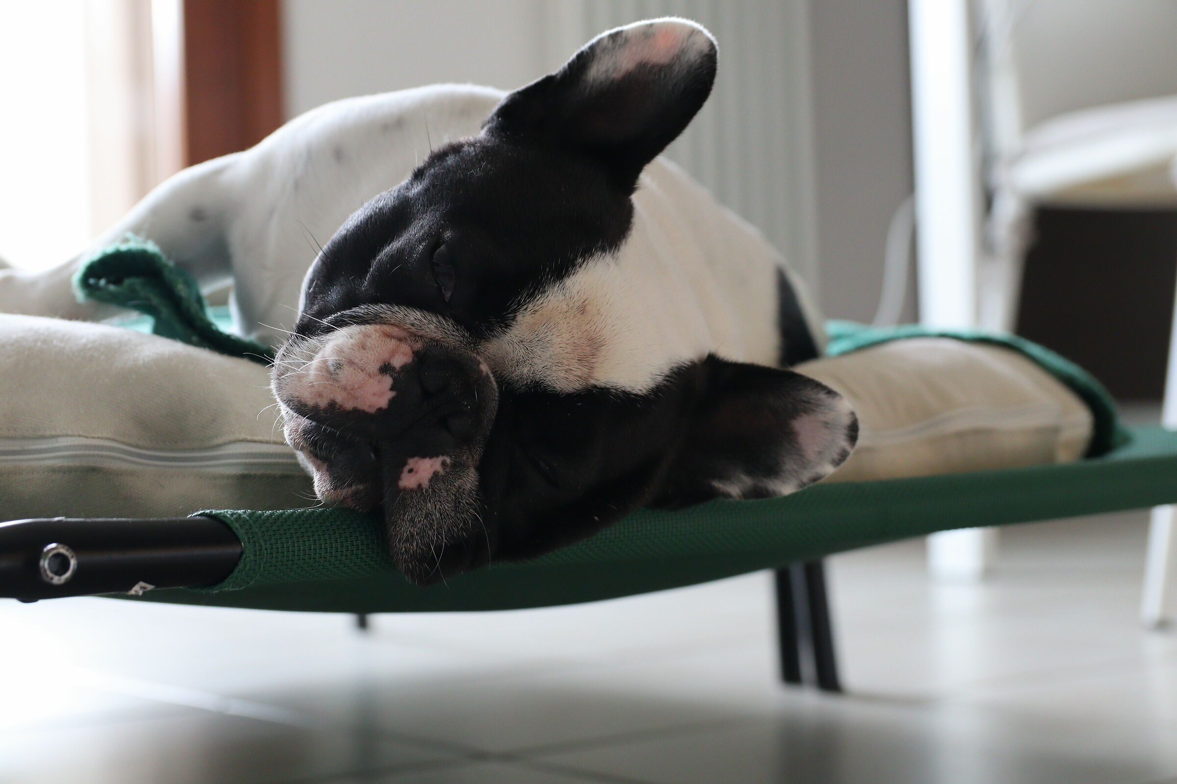 Mia vista dal sigma 17-50: 50 mm