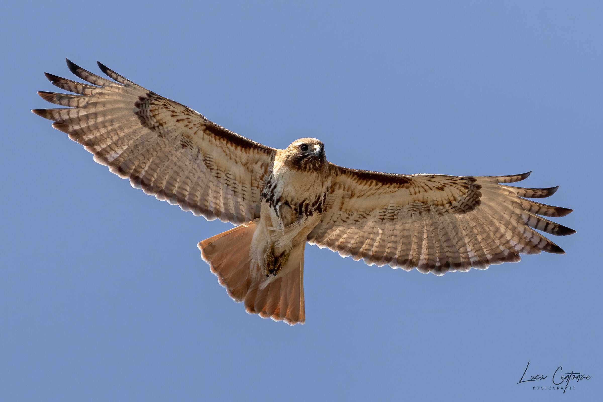 Poiana codarossa  (Buteo Jamaicensis)