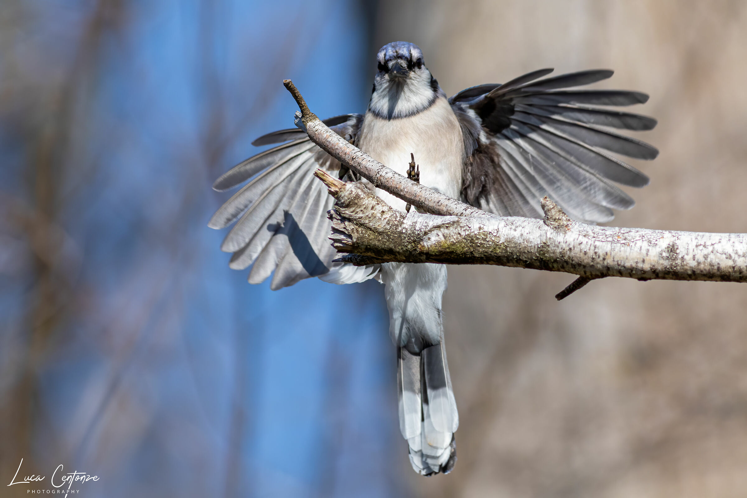 American blue jay (Cyanocitta Cristata)
