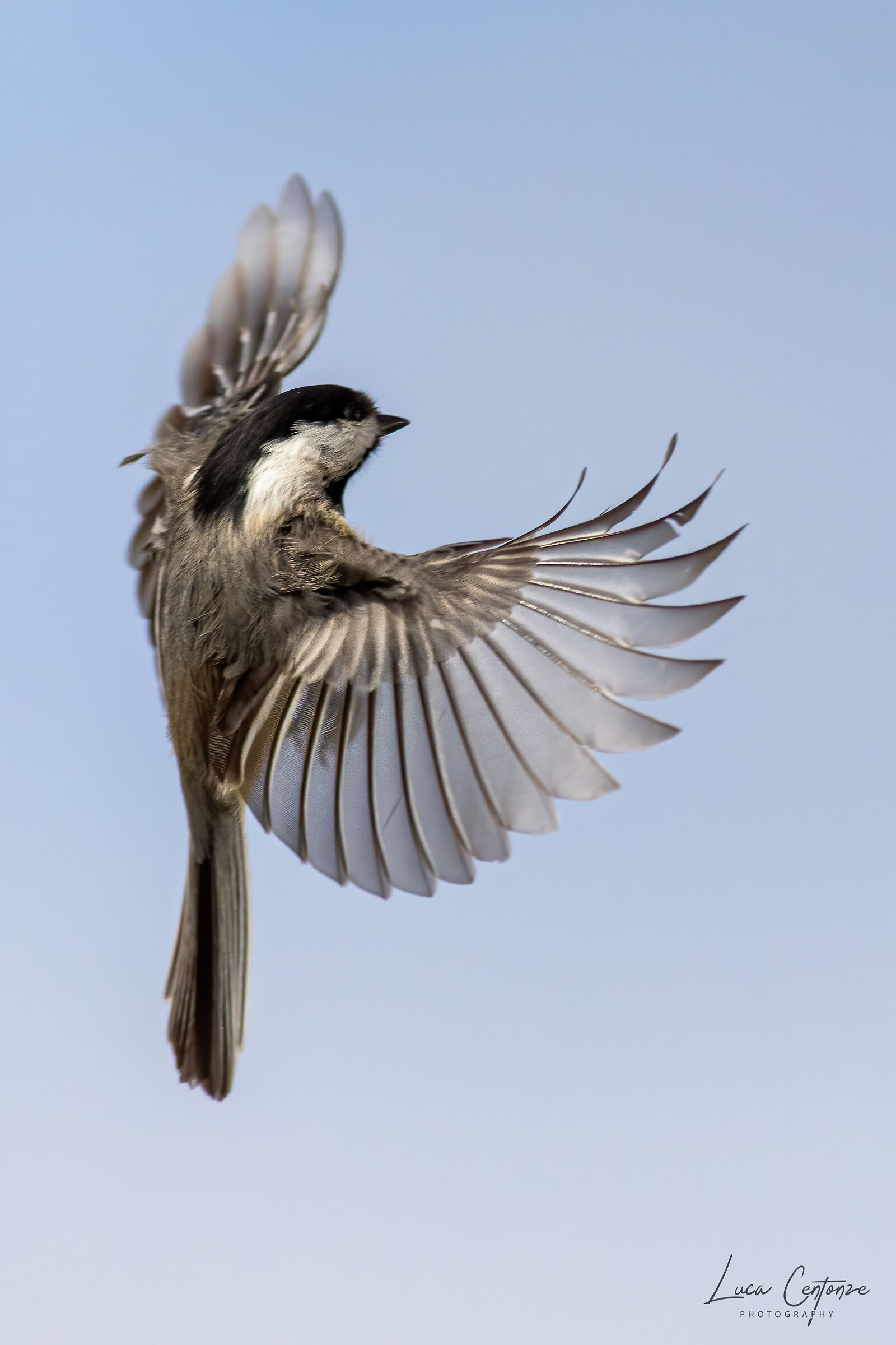 Cincia Americana (Poecile atricapillus)