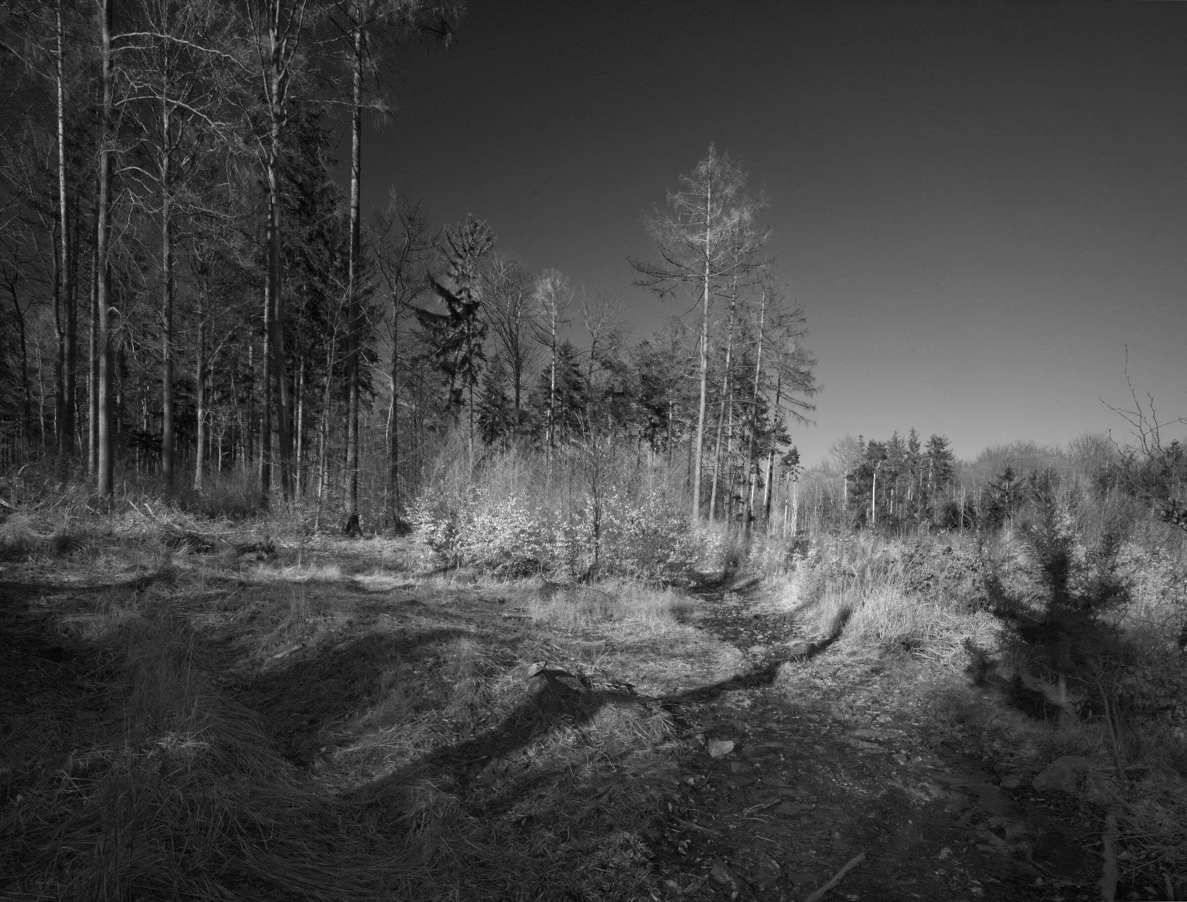 Il sentiero. Sleza di montagna