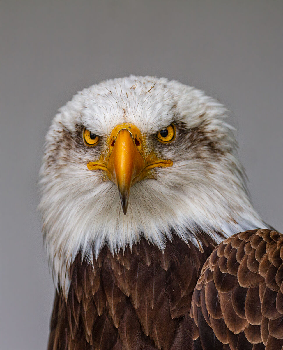 American Bald Eagle.