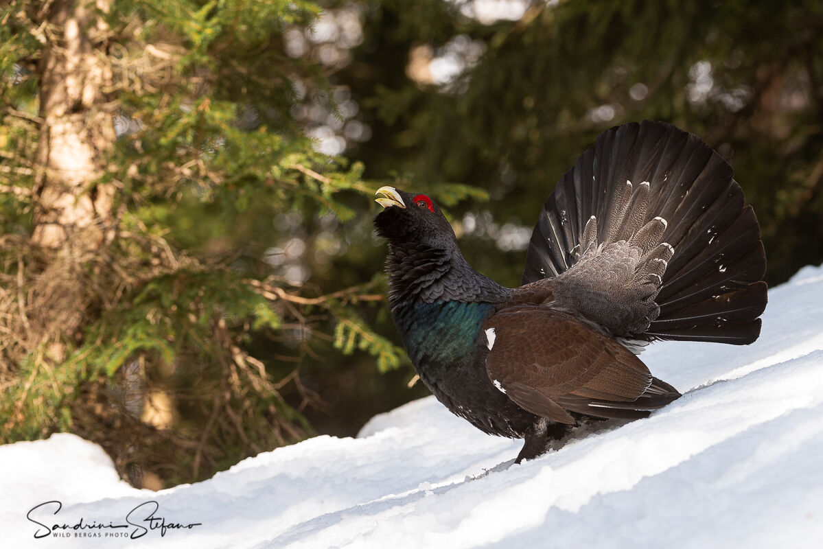 Gallo cedrone