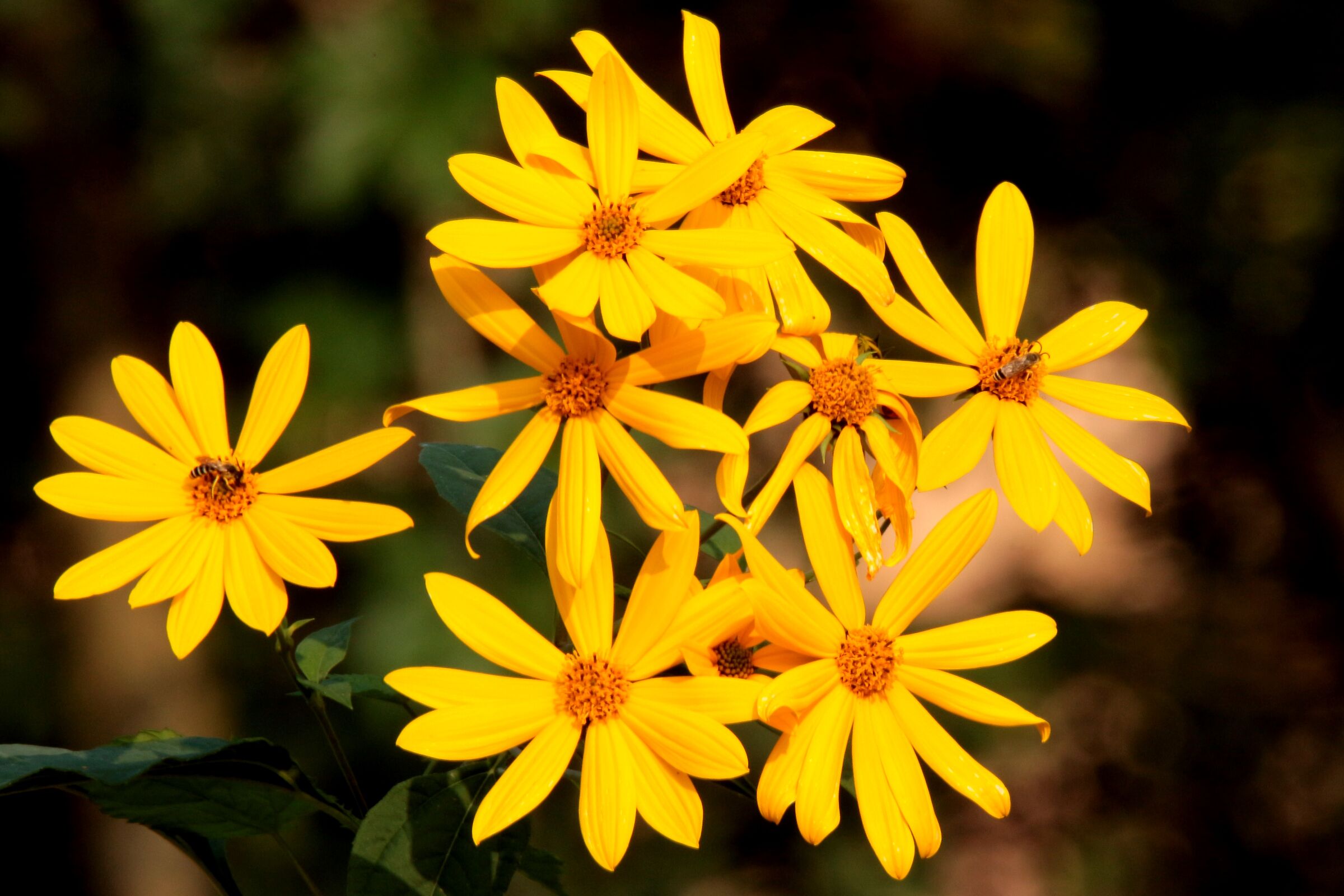 vespe al lavoro sui fiori di topinambur