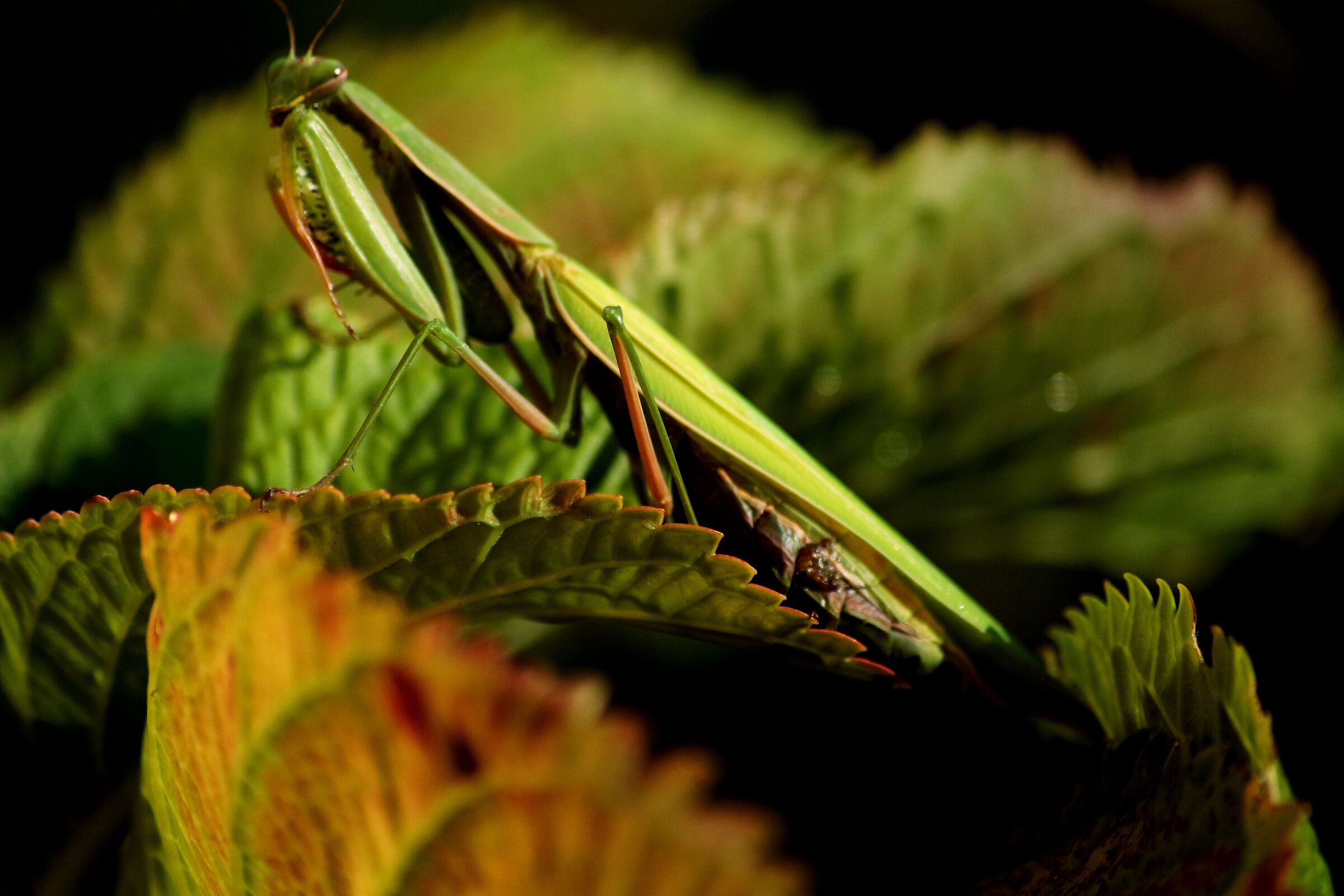 La mantide osserva sospettosa