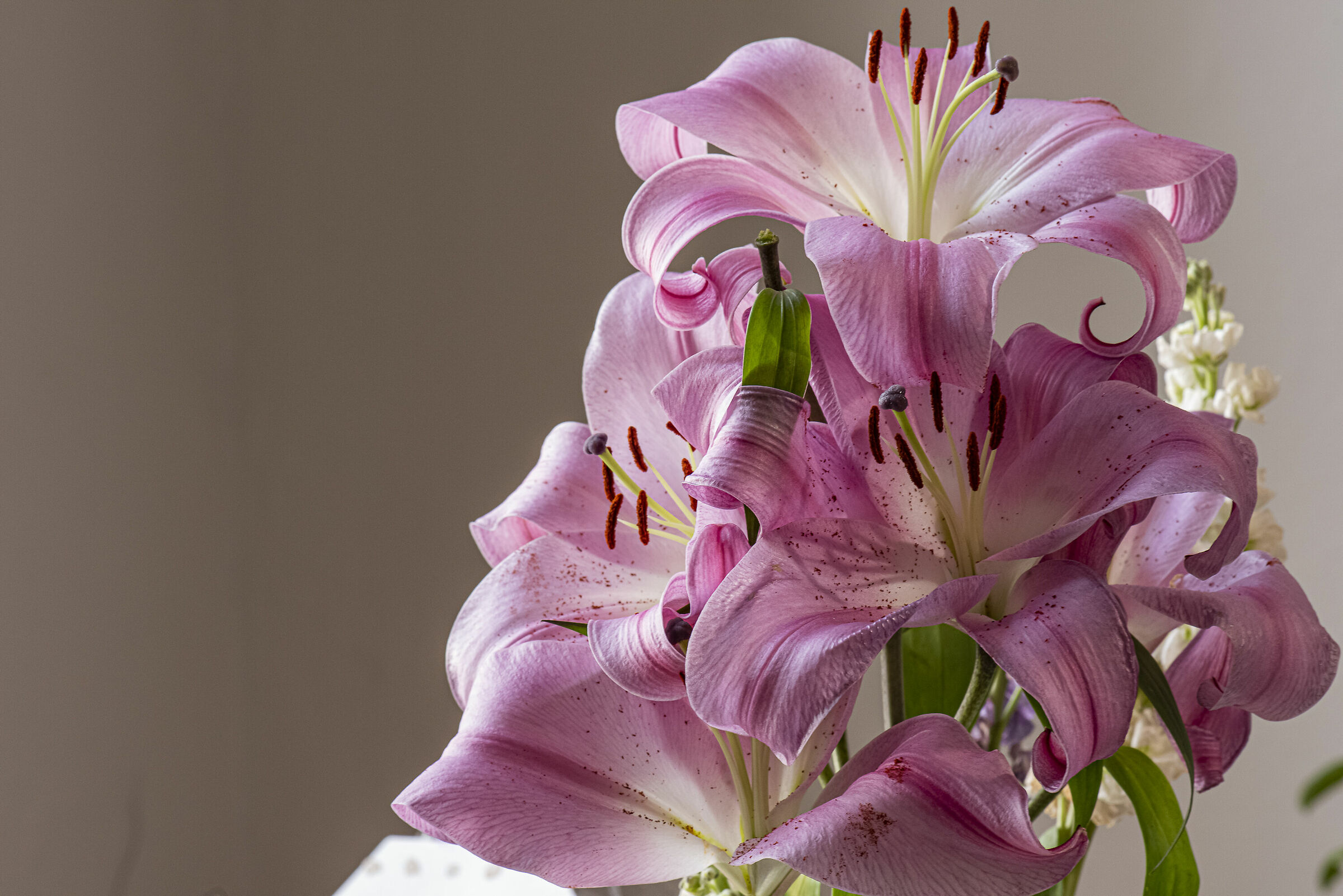 Lylium, New Hampshire