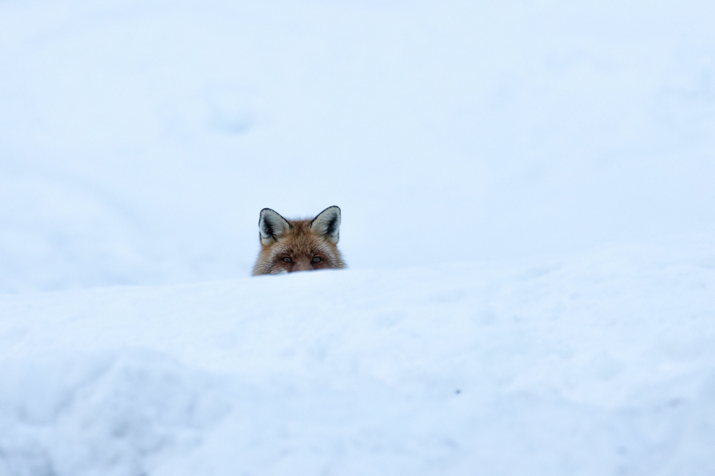 Red Fox