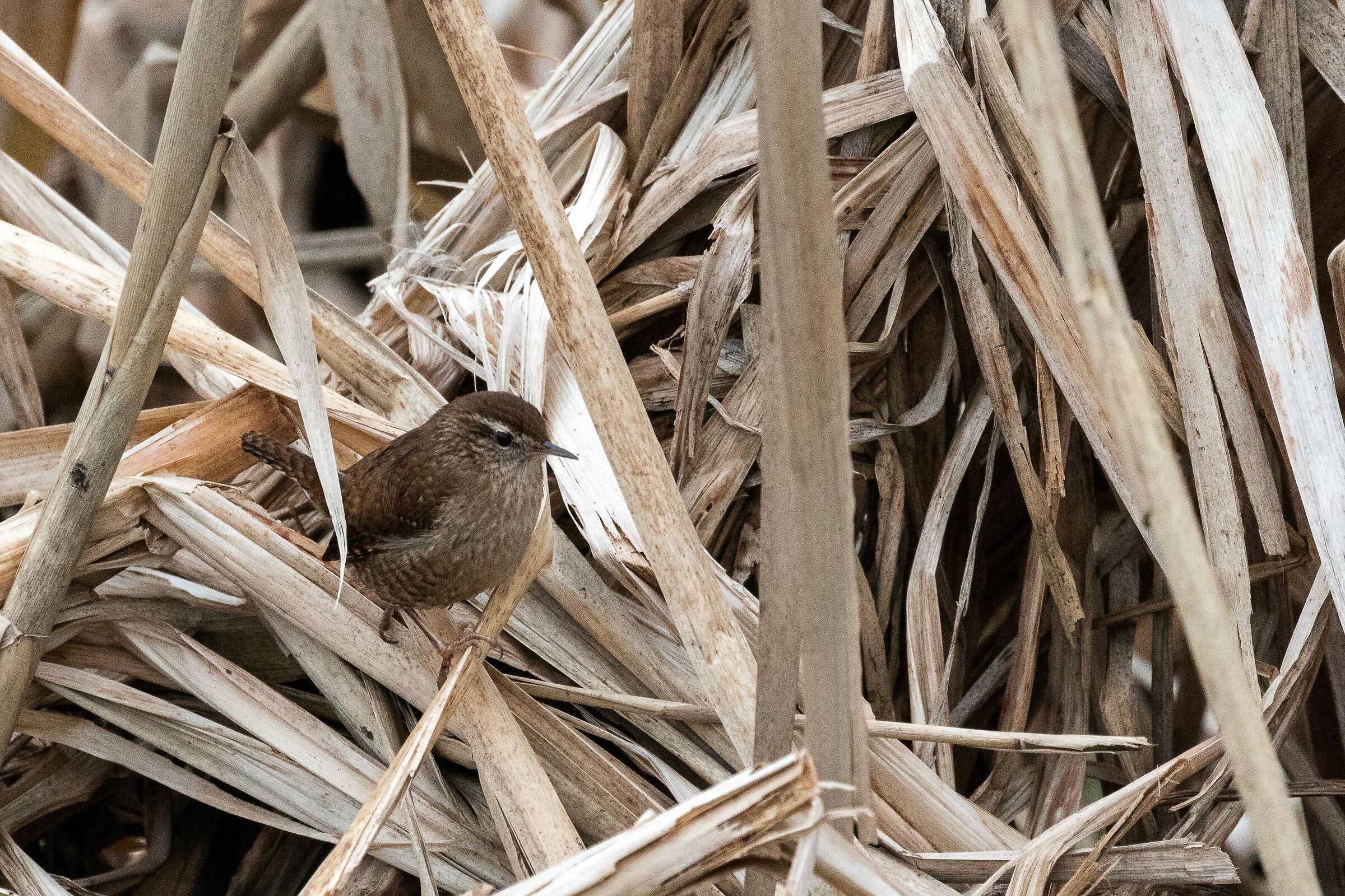 Wren