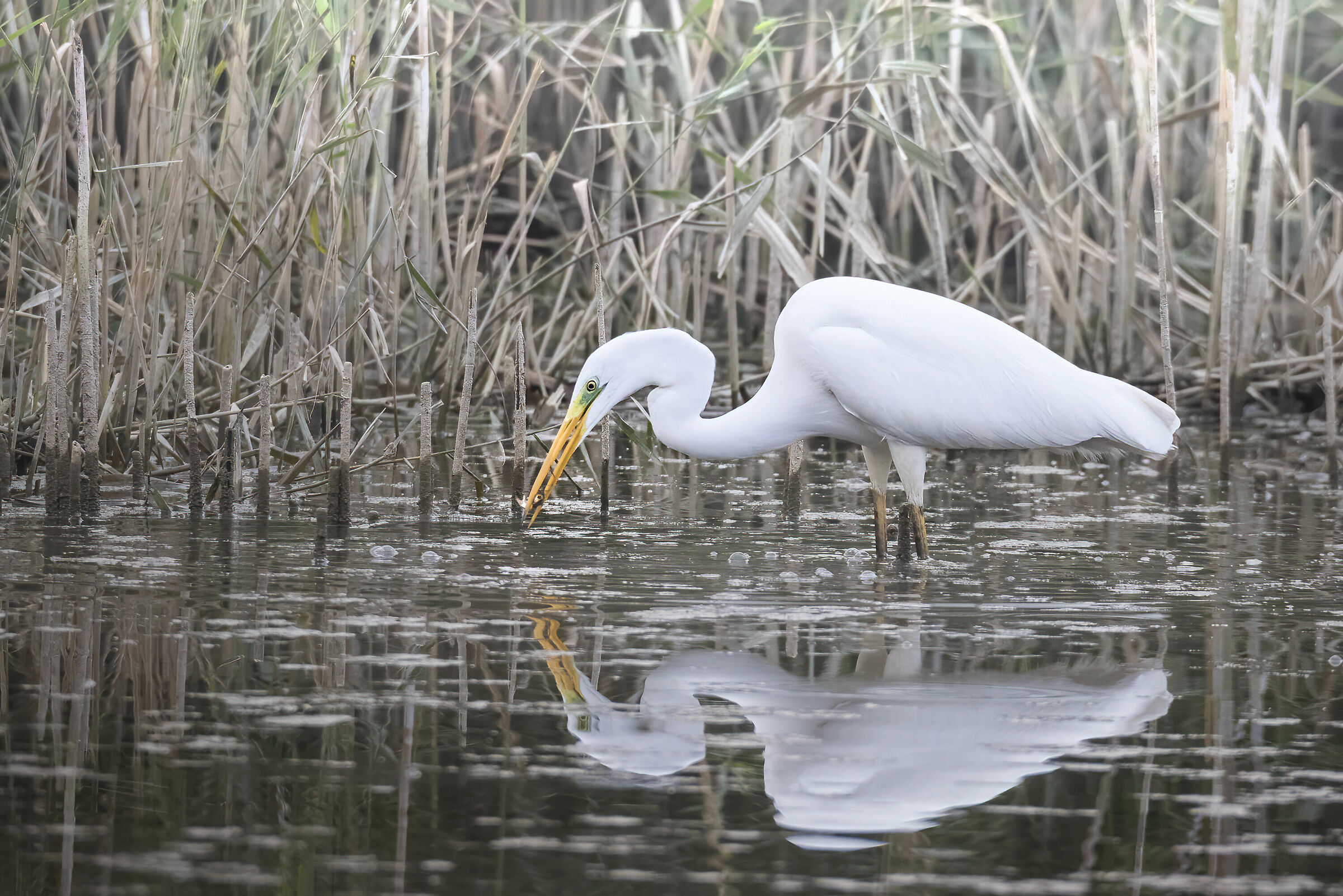 White Heron - Small Prey