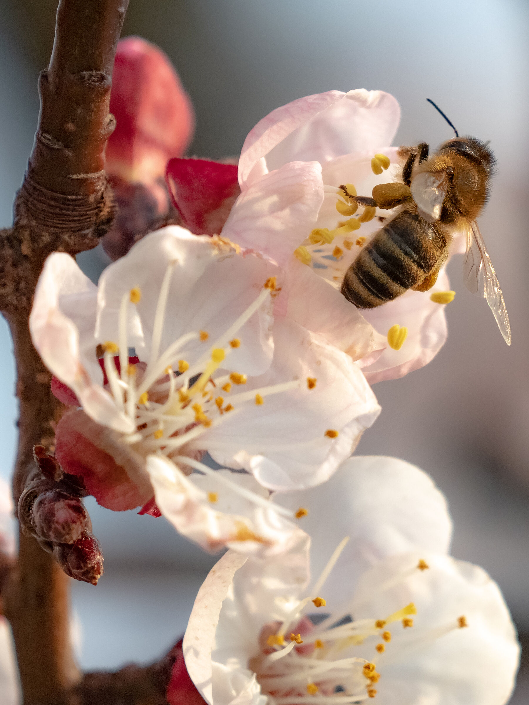 pasqua 2020 giardino di casa