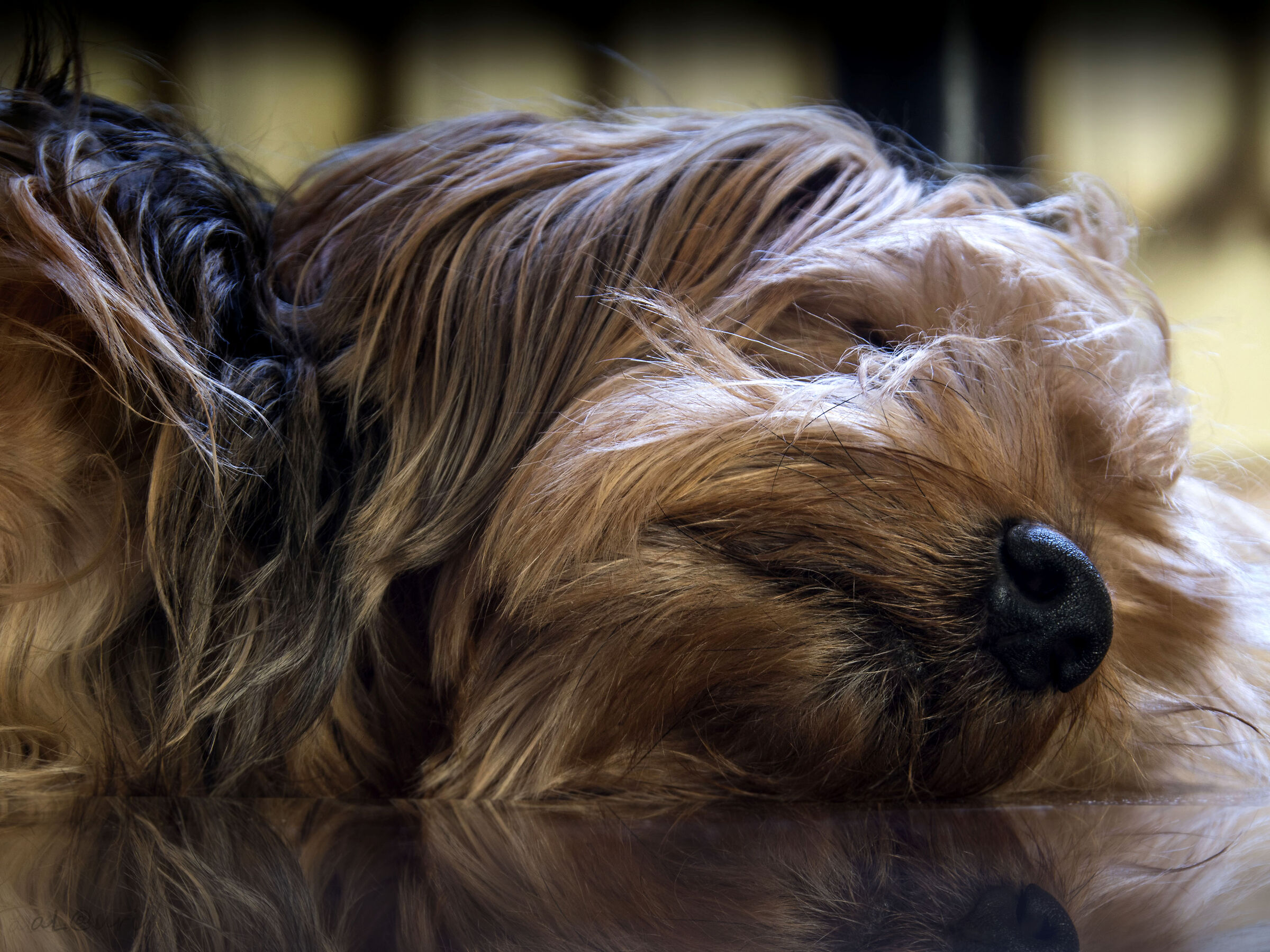 Sto Covid ......mi fa'venire un sonno