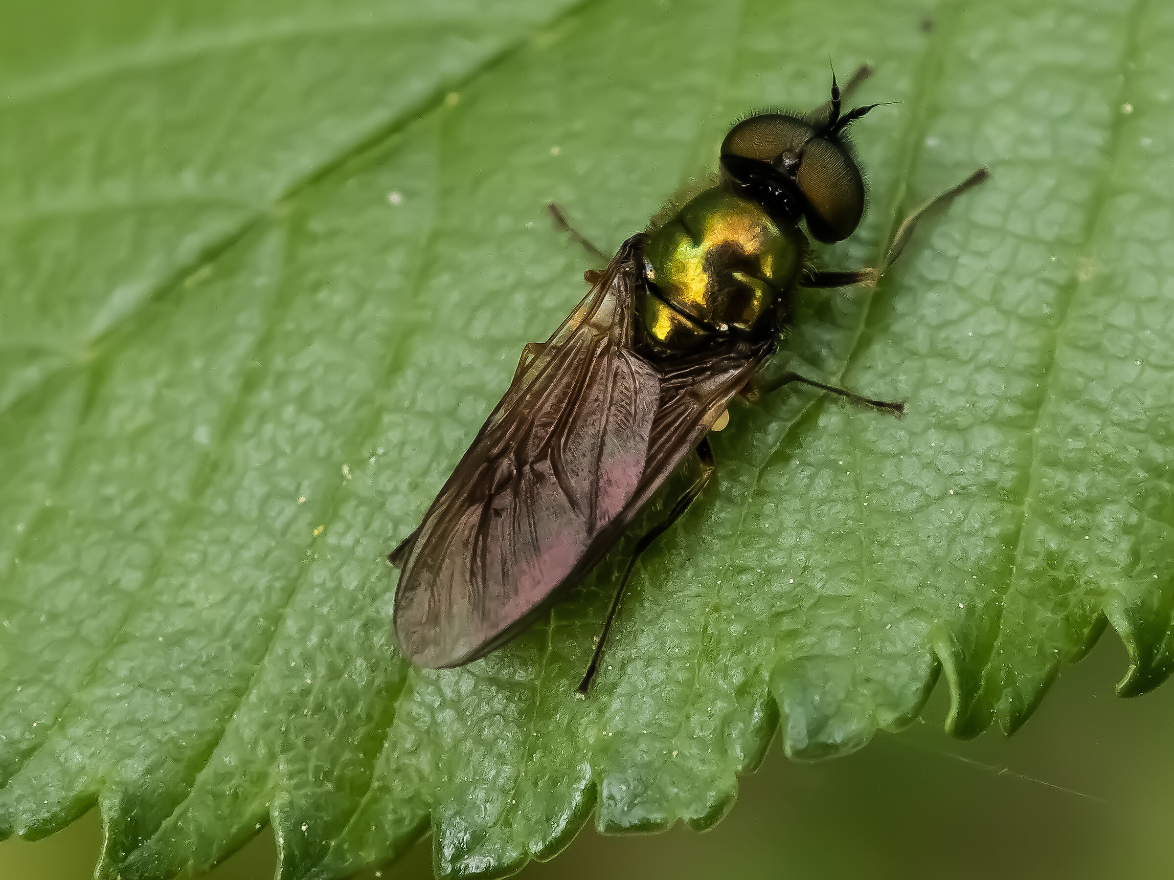 chloromyia curvy