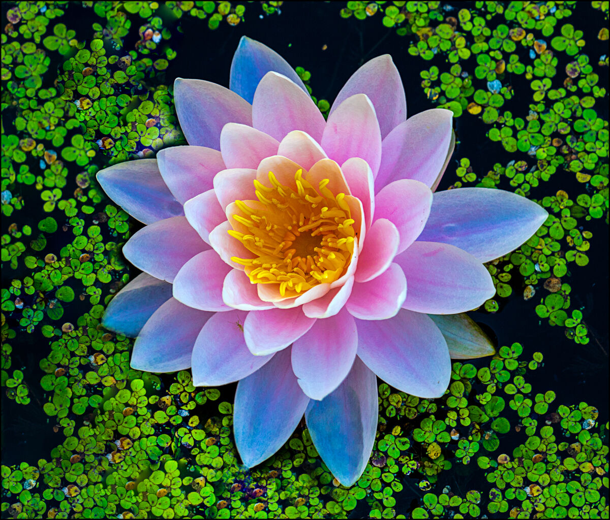 Water Lily