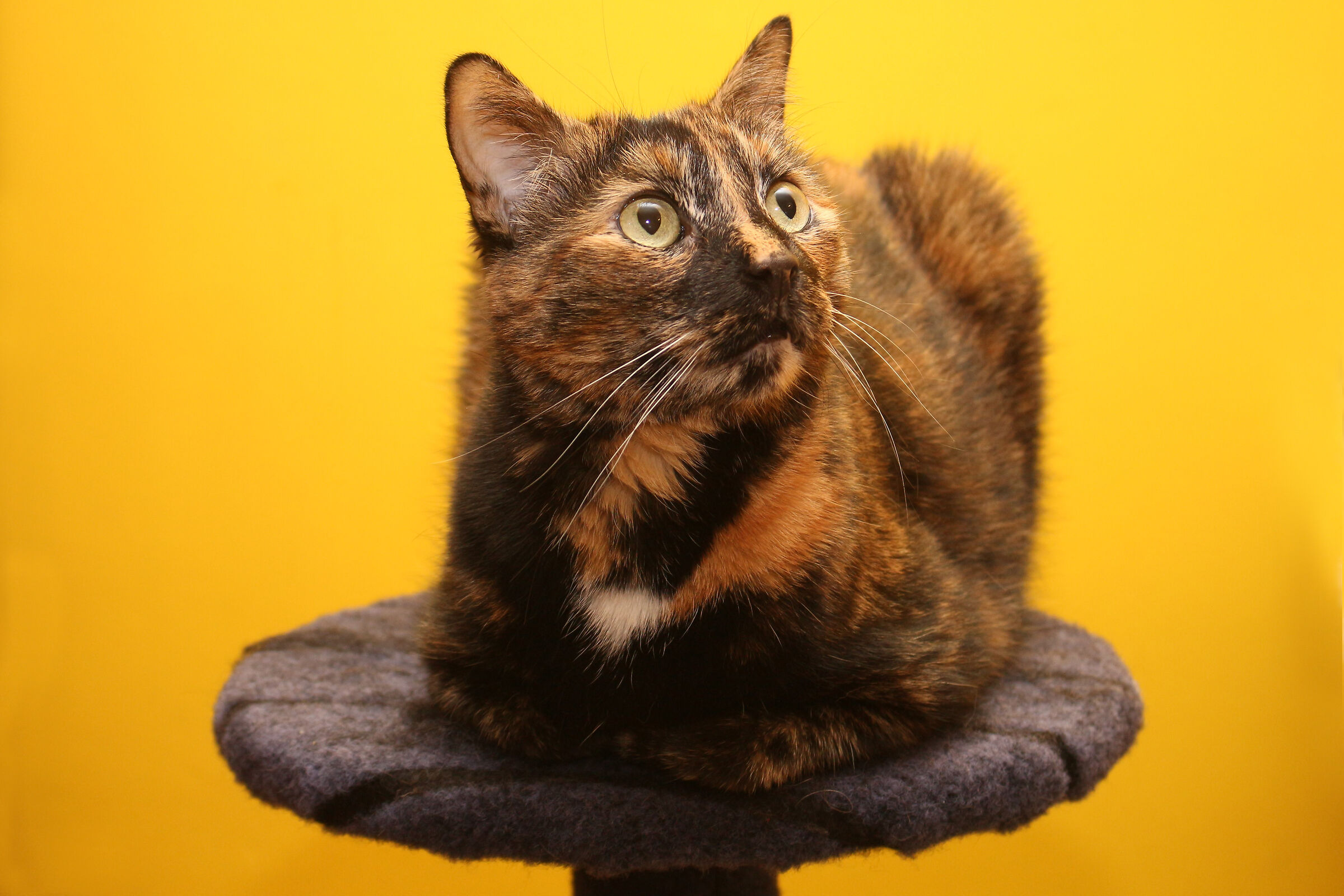 Posing on the pedestal