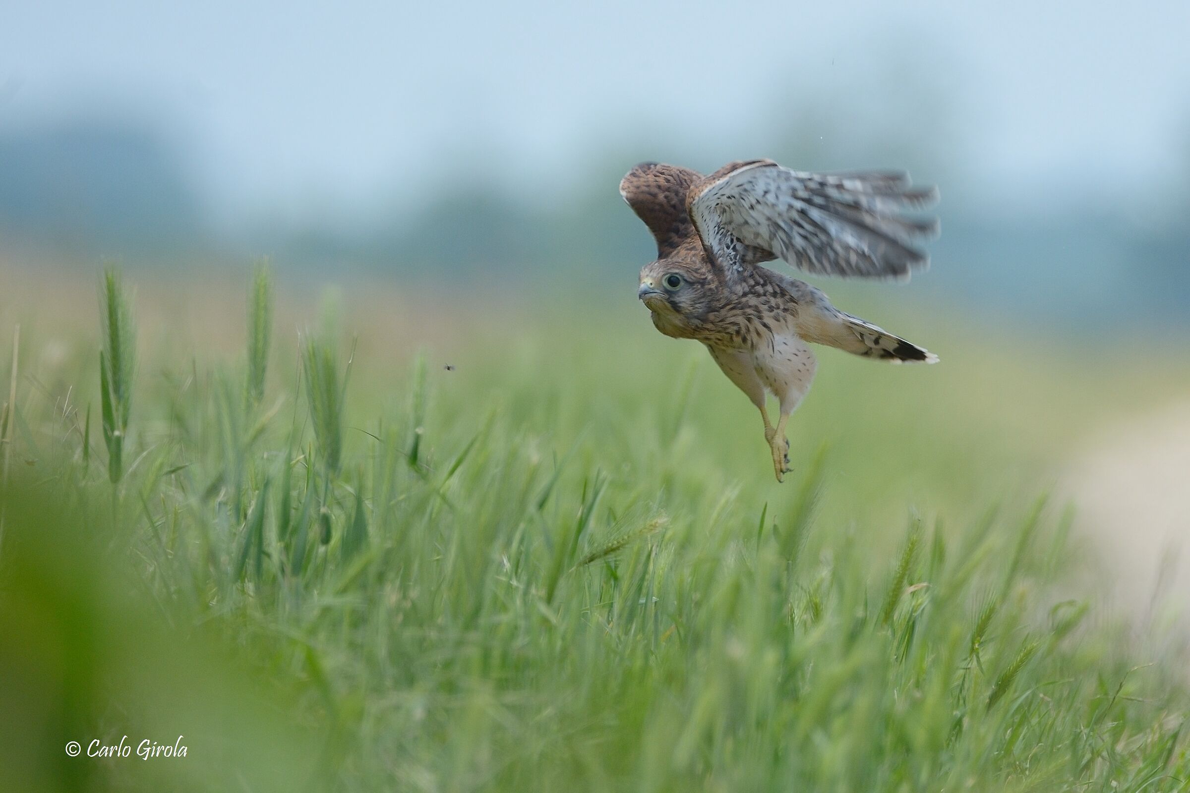 Gheppio (Falco tinnunculus)