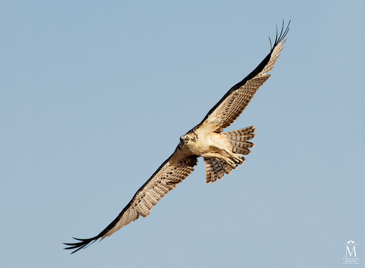 Osprey in Flight
