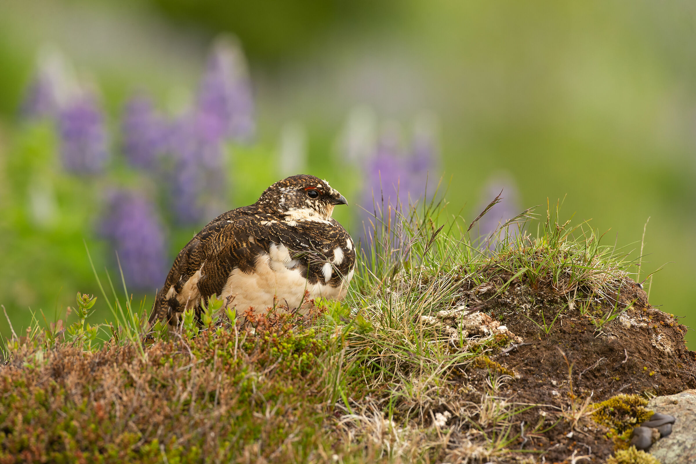 Lagopus muta (Rock ptarmigan)