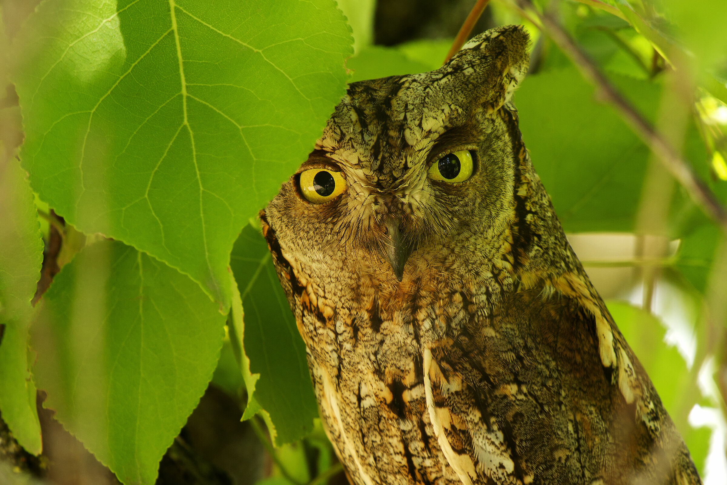 Lo sguardo dell'assiolo