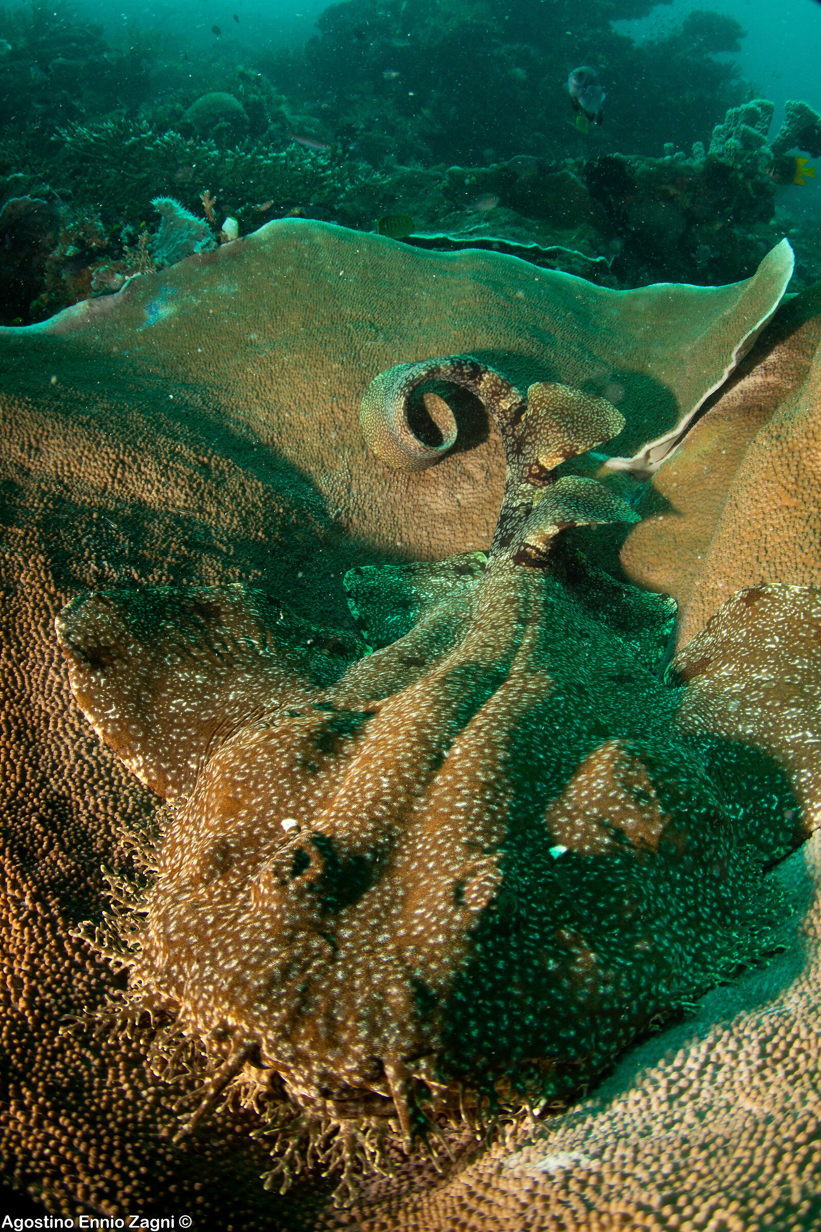 Raja Ampat Memories - Wobbegong sleeping inside coral