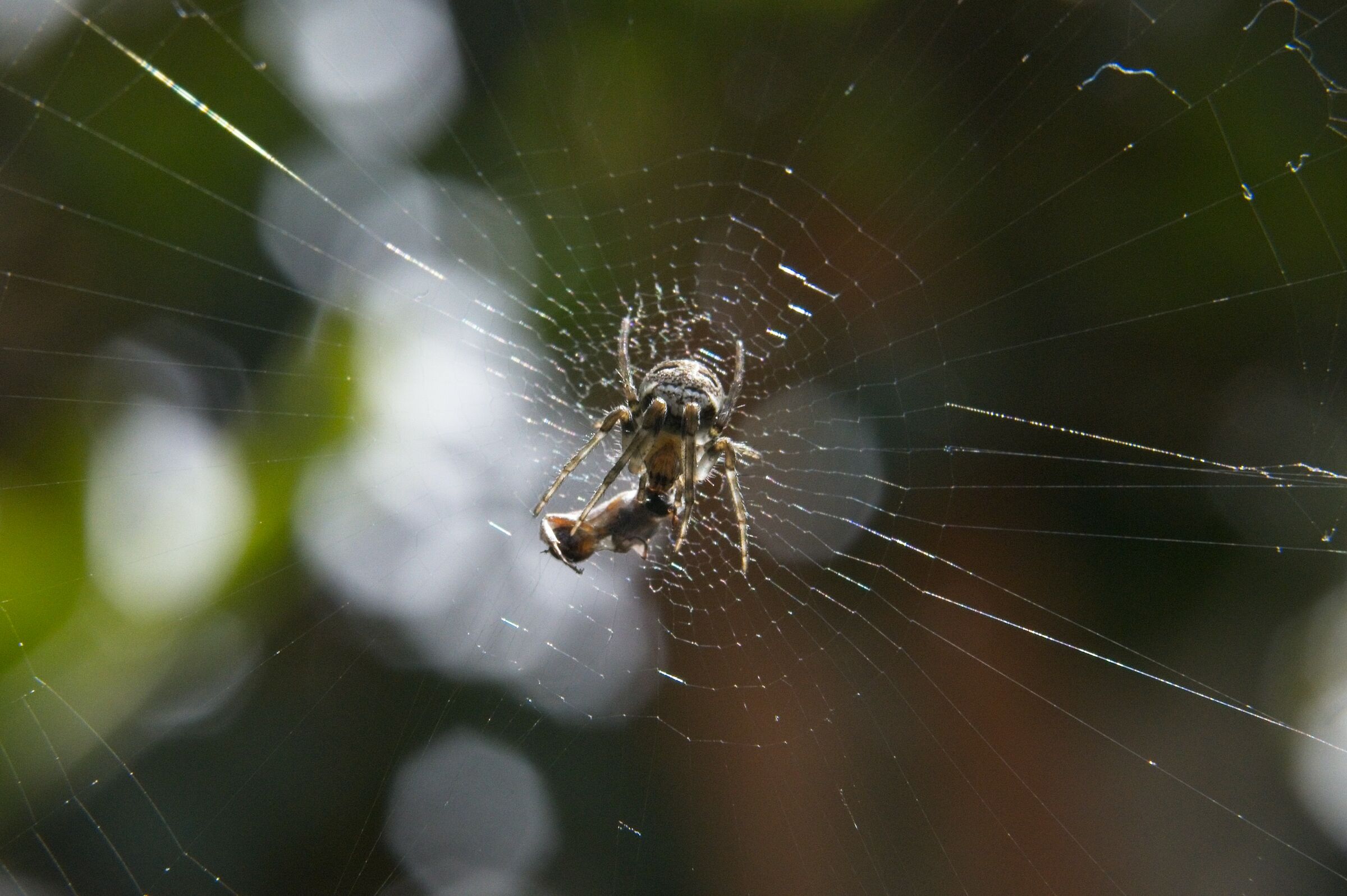 Prove macro con ragnetto.
