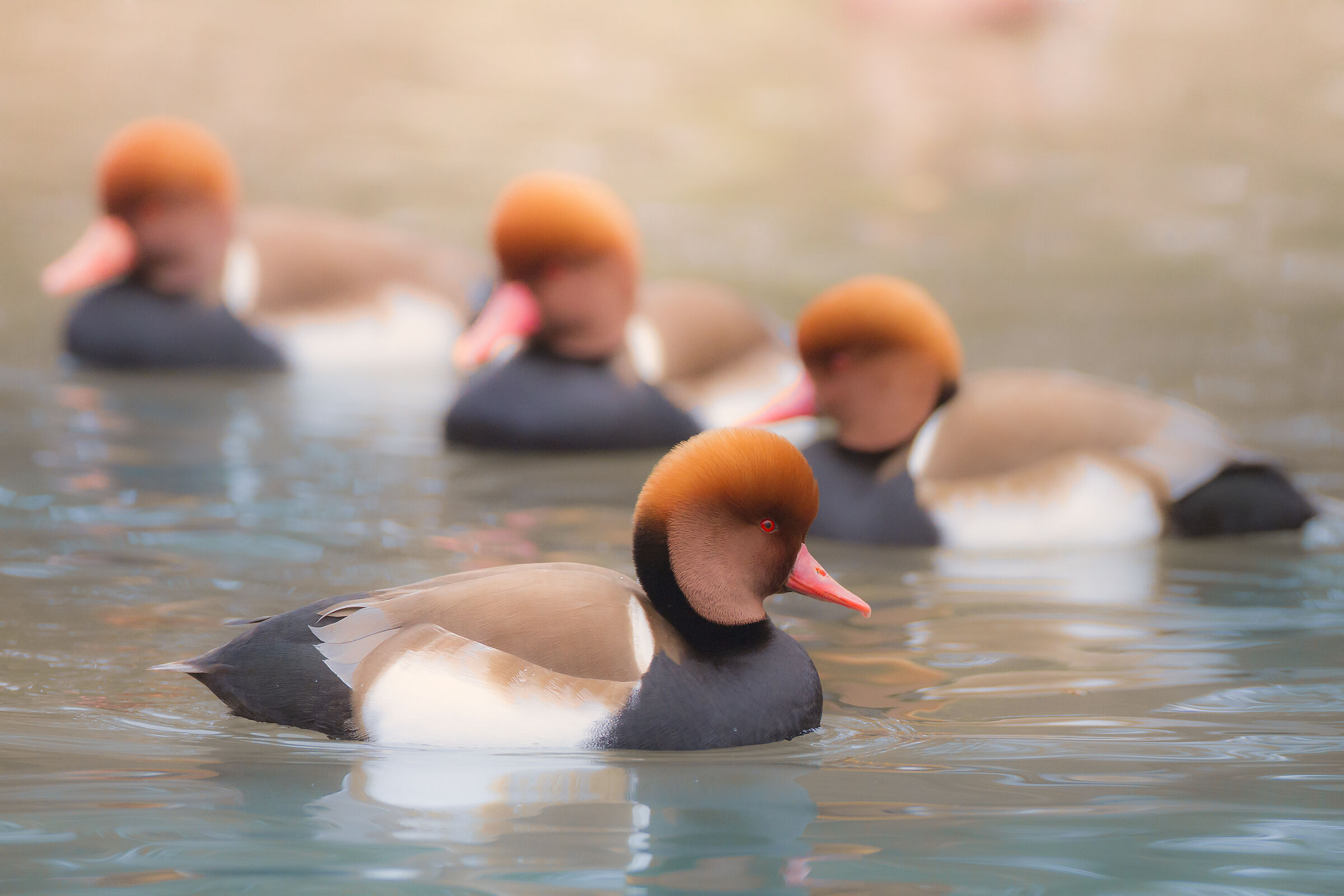 atmospheres with Turkish fistulations