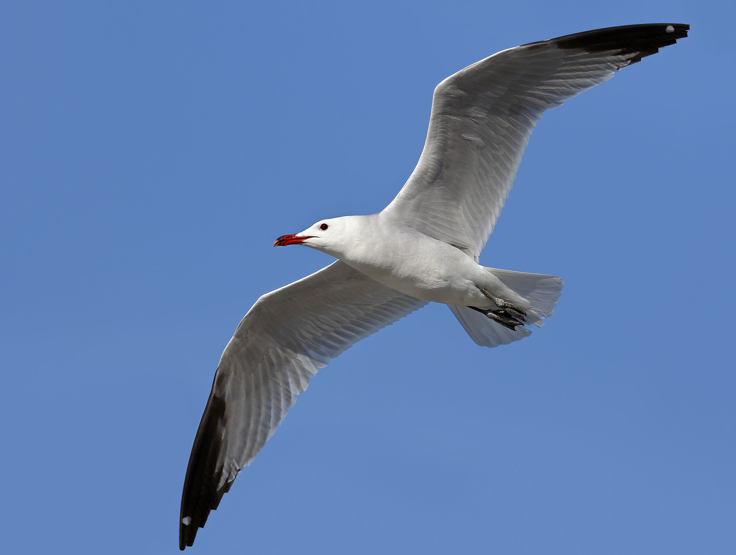 Le grandi ali del gabbiano corso