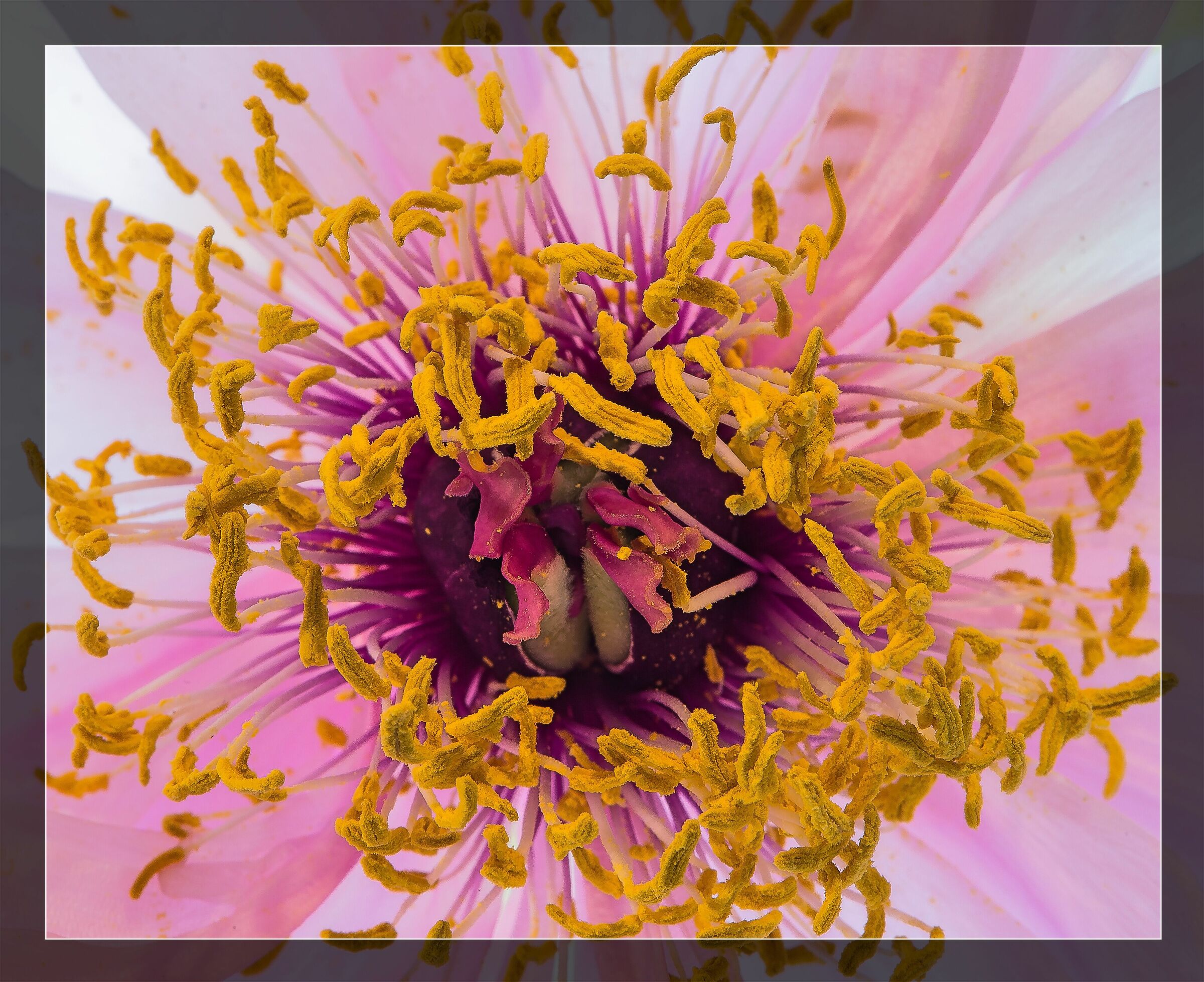 The peony