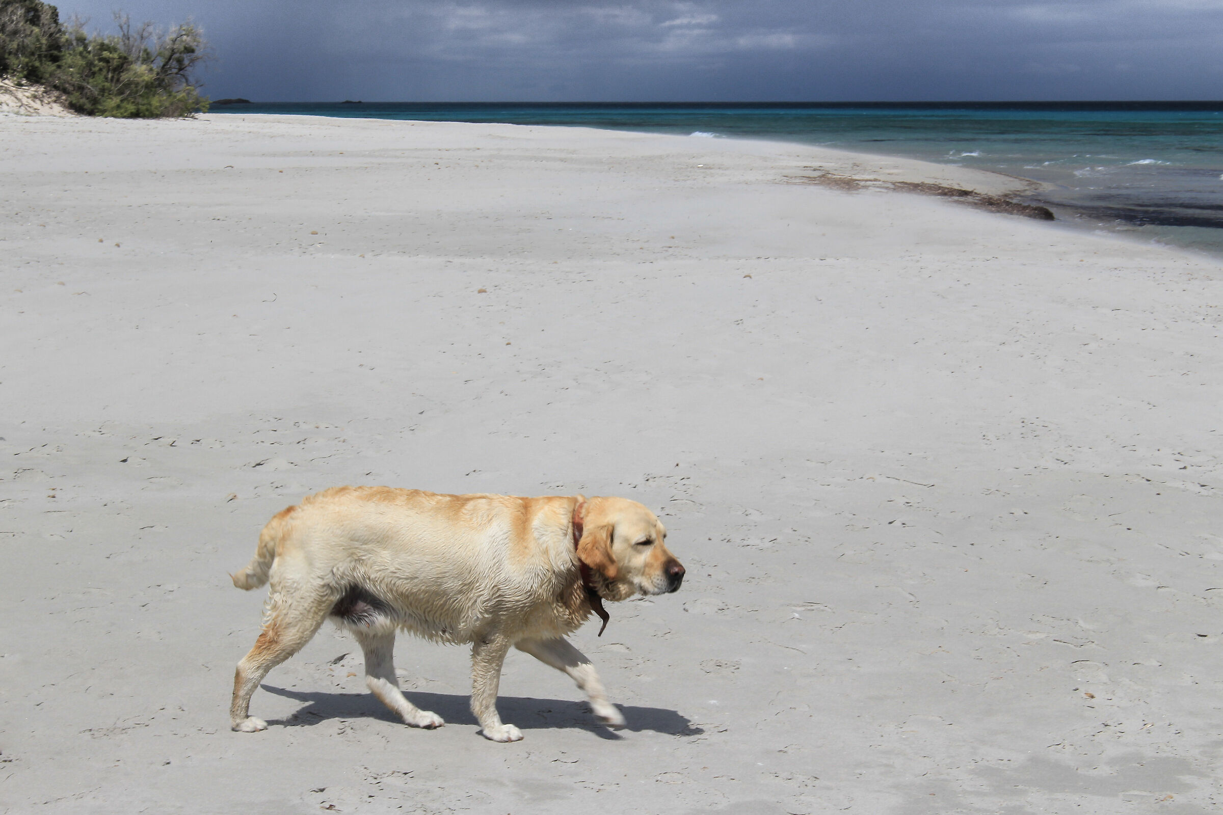 Il cane e la sua spiaggia - Sardegna