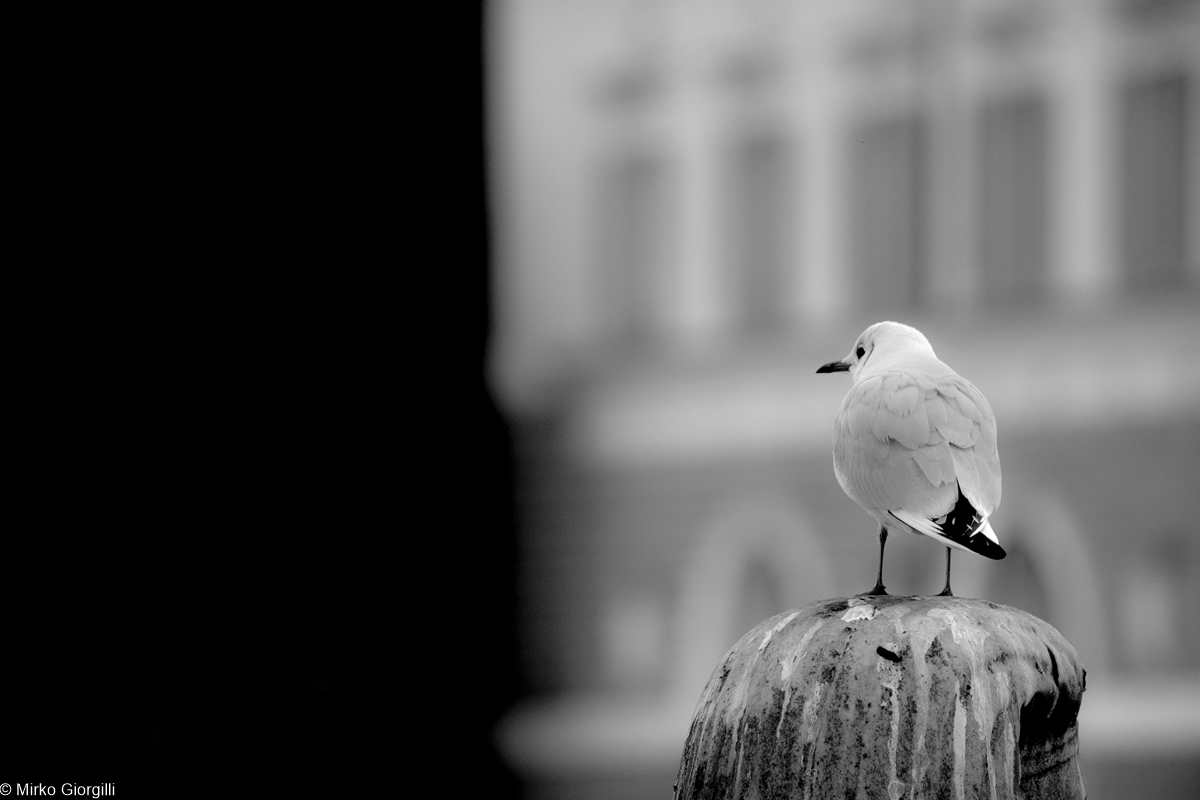 Seagull