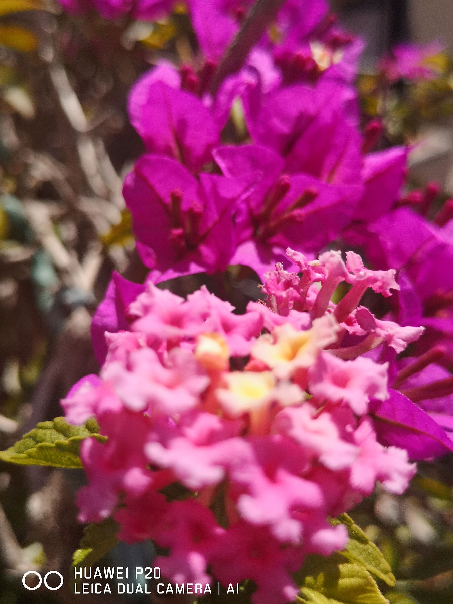Untitled Photo