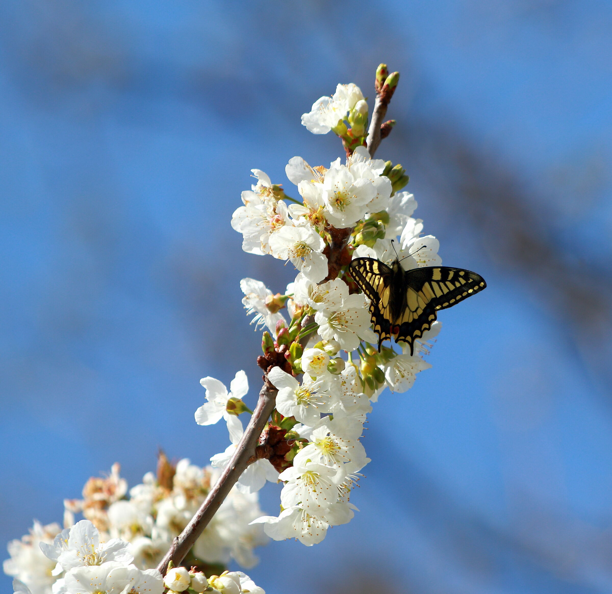 Macaone sul ciliegio