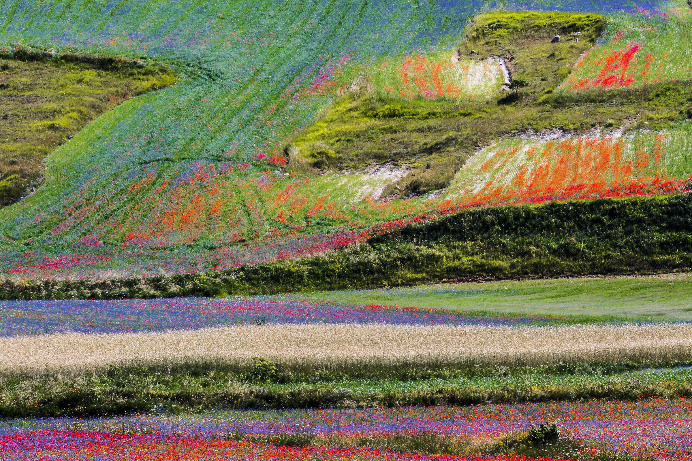 The painter's palette