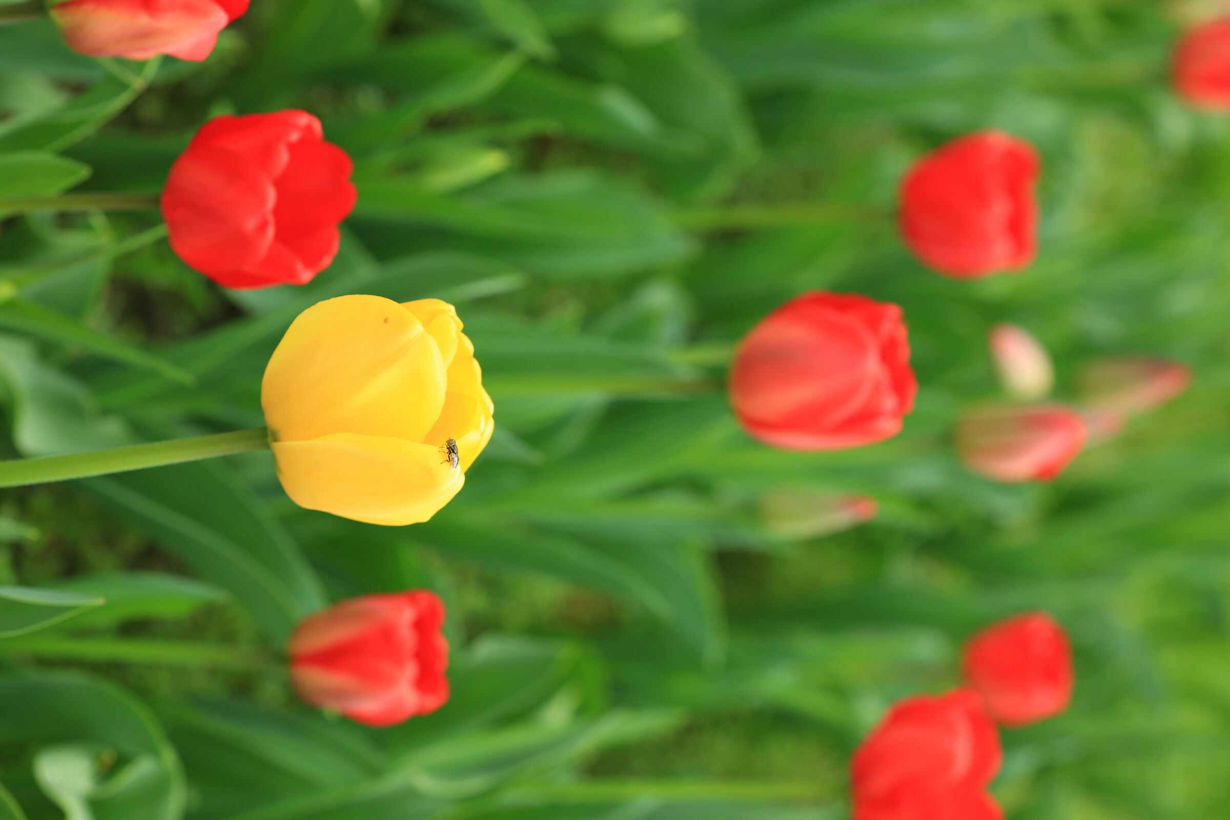 Yellow end Red