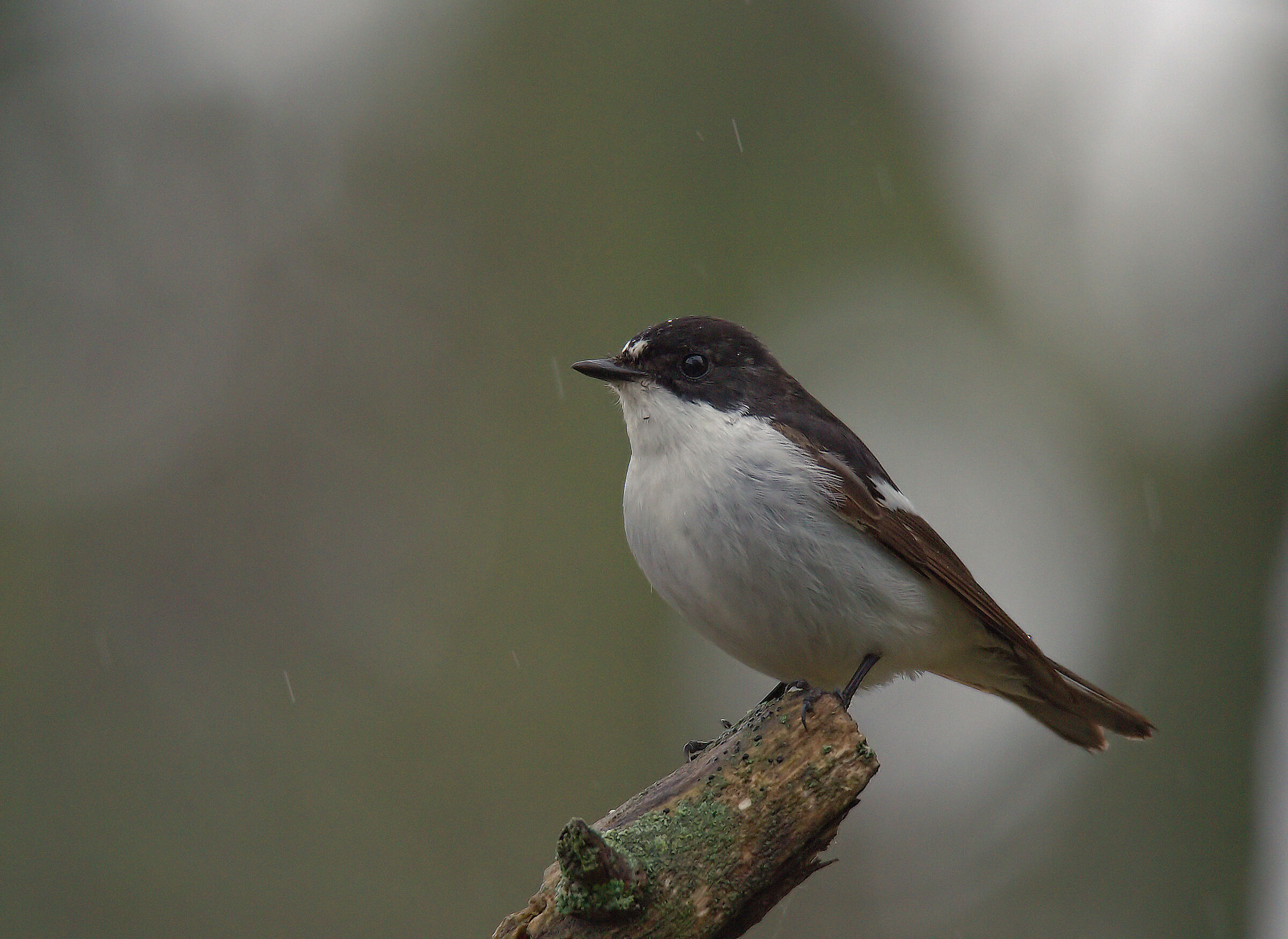 Black Robin Male