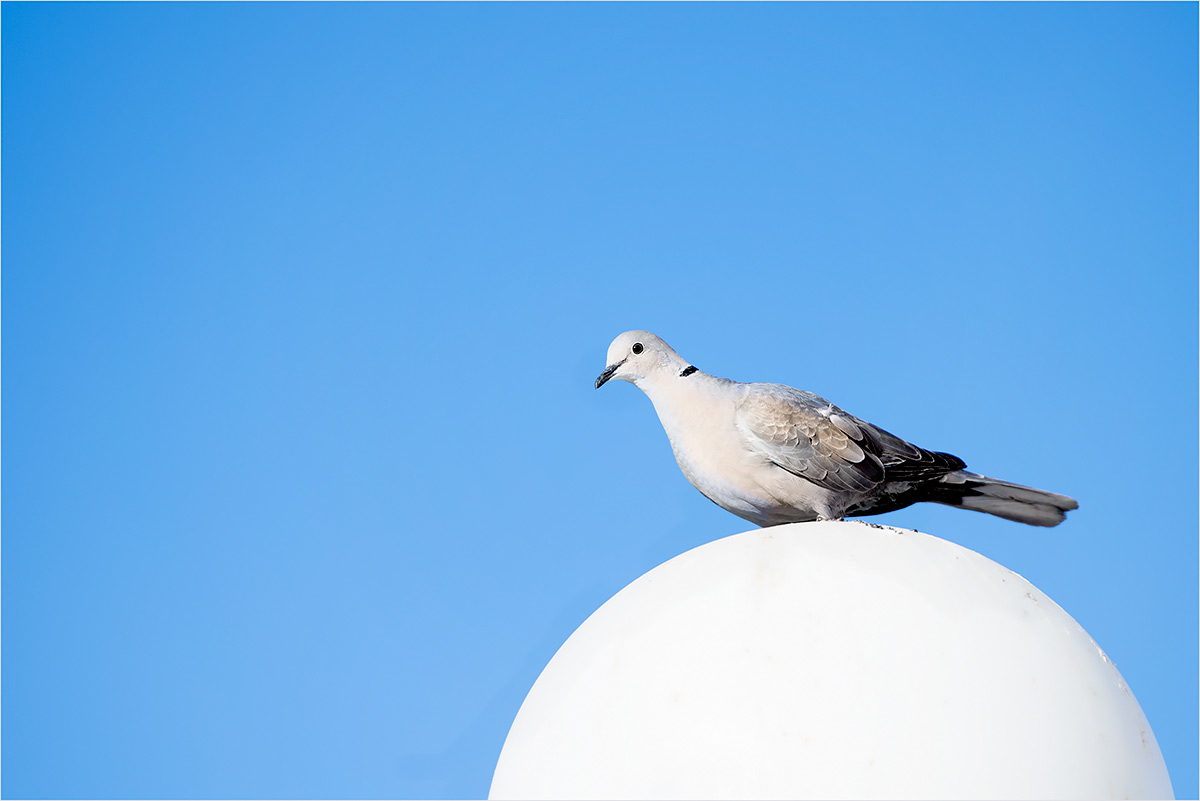 in the thick blue of the sky