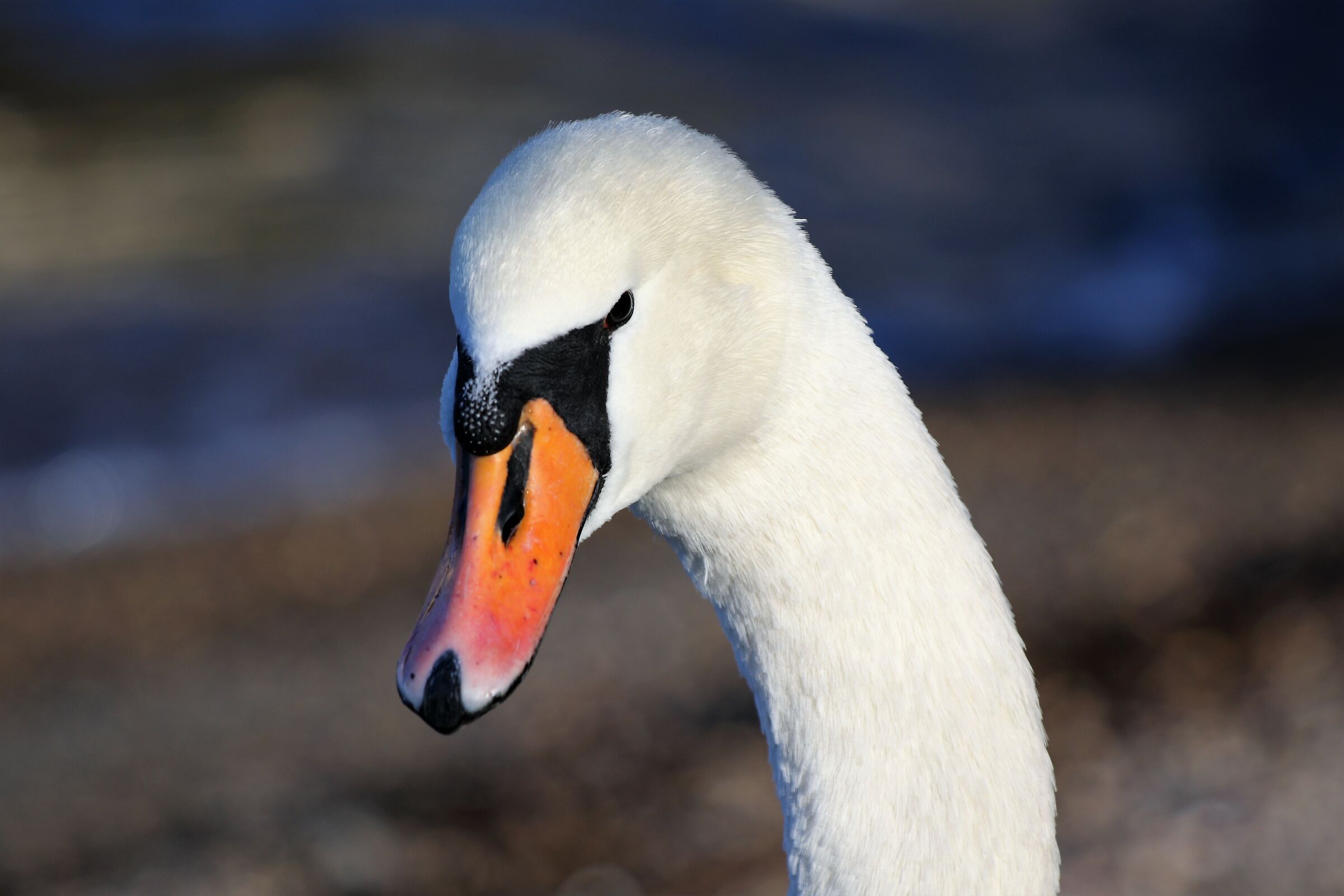 Swan